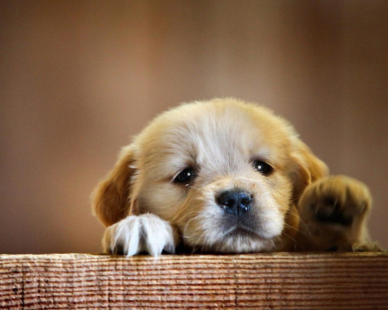 1280x1024 Golden Retriever (Puppy, Cute, Paws) HD Dog Wallpaper