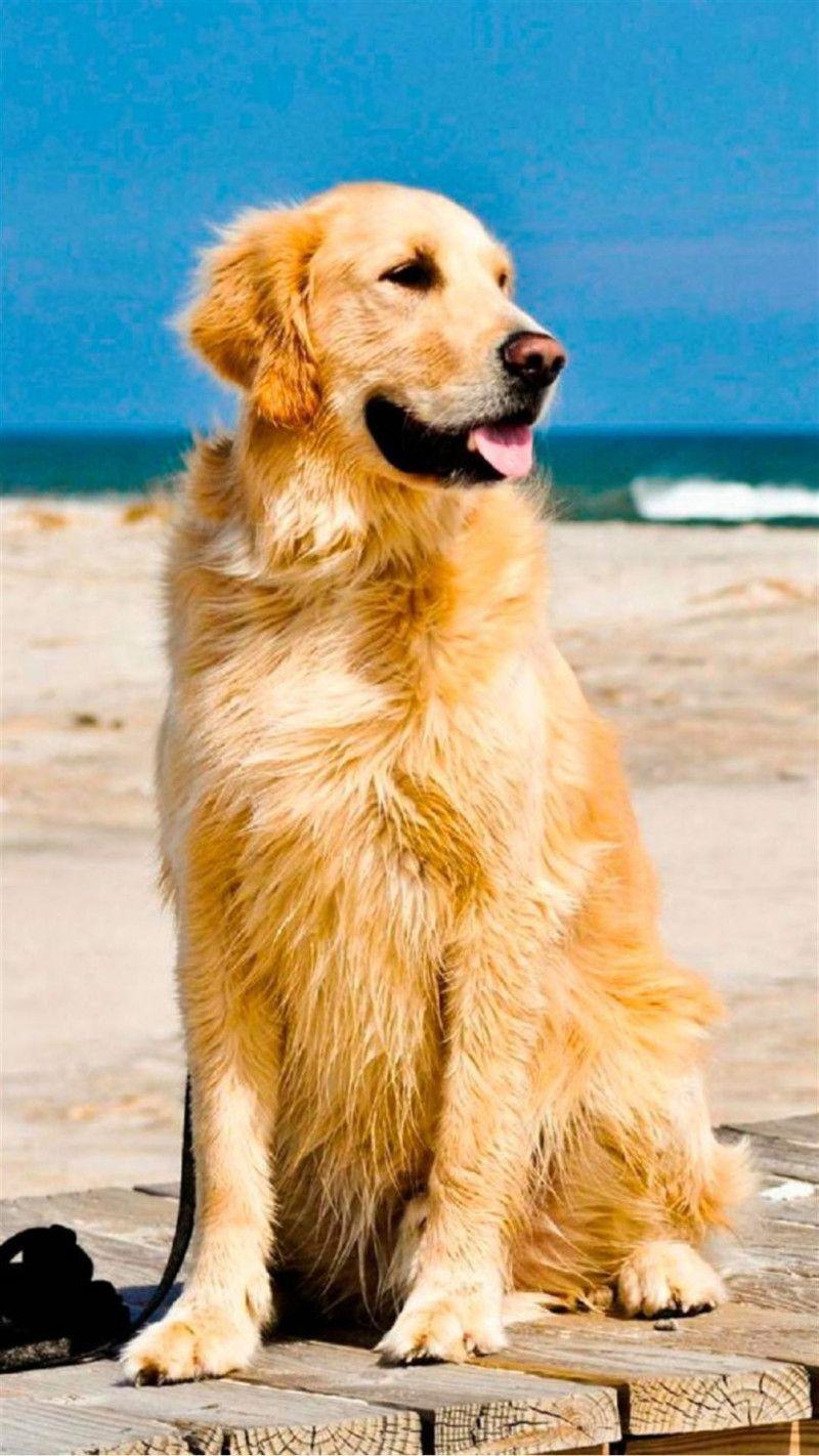 Golden Retriever Puppy Wallpaper Cute Aesthetic Dog Pictures - Jaka