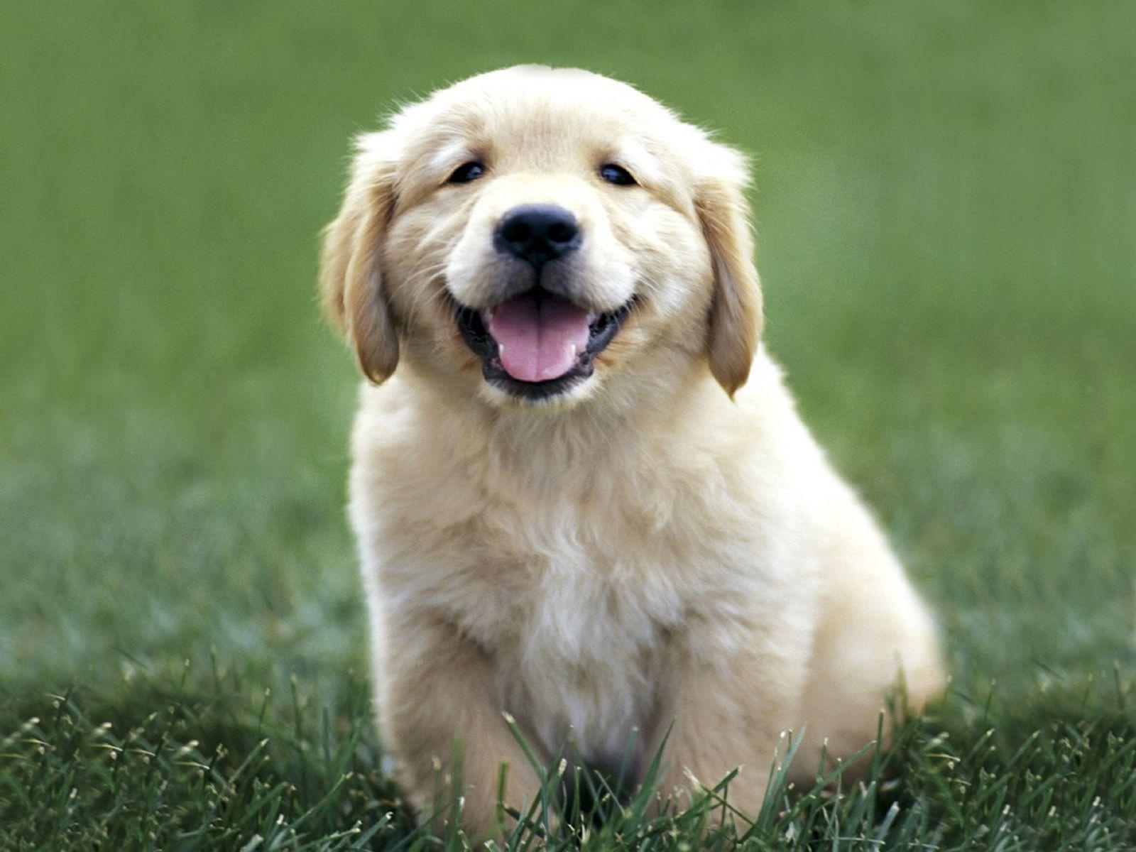 1600x1200 Cute Golden Retriever Puppies, High Definition