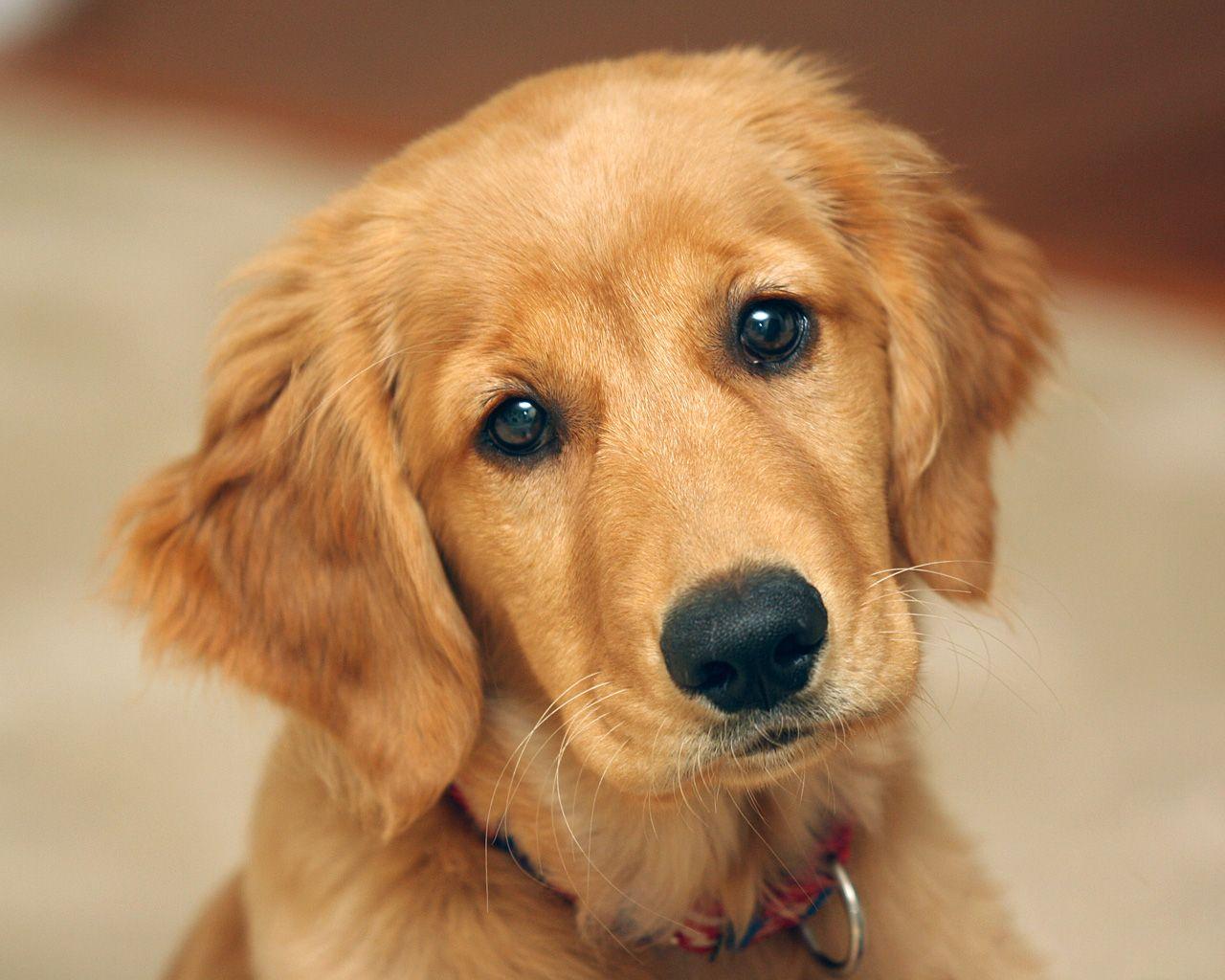 1280x1024 Golden Retriever Puppy Wallpaper