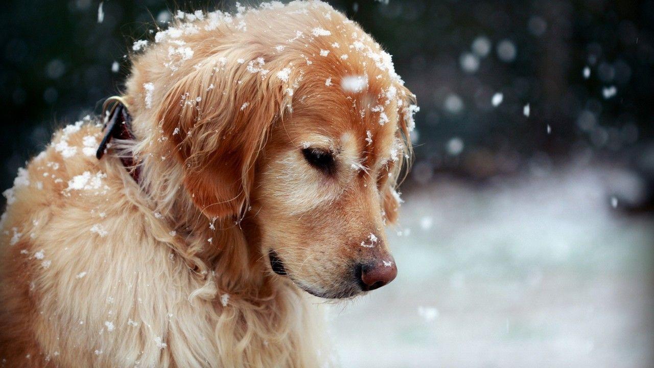 1280x720 Wallpaper Golden Retriever, Puppy, Dog, Animals