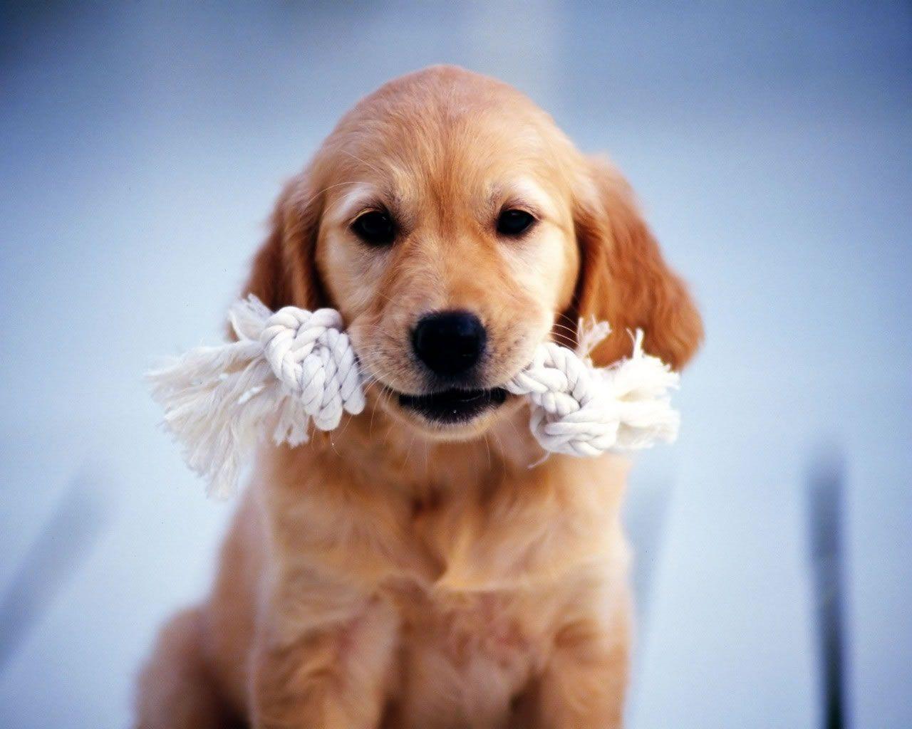 1280x1024 Golden Retriever puppy wallpaper Doggy Rocks
