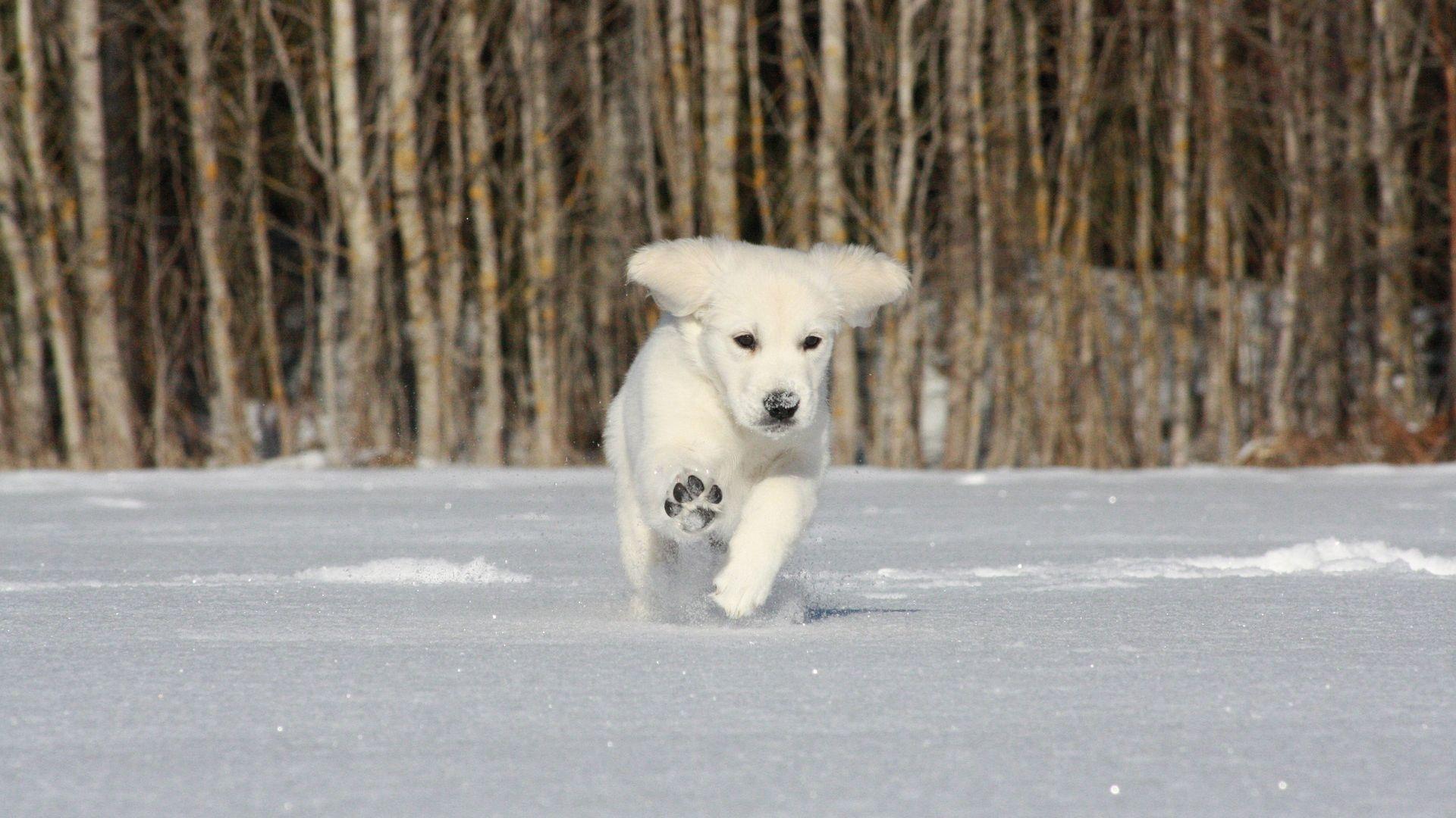 1920x1080 Golden Retriever Puppy Running in Snow Wallpaper