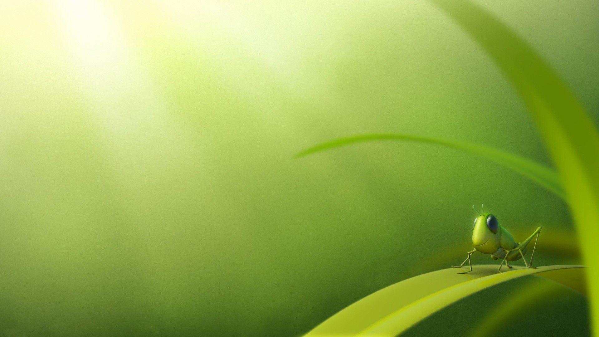 1920x1080 Insects Background wallpaperx1080