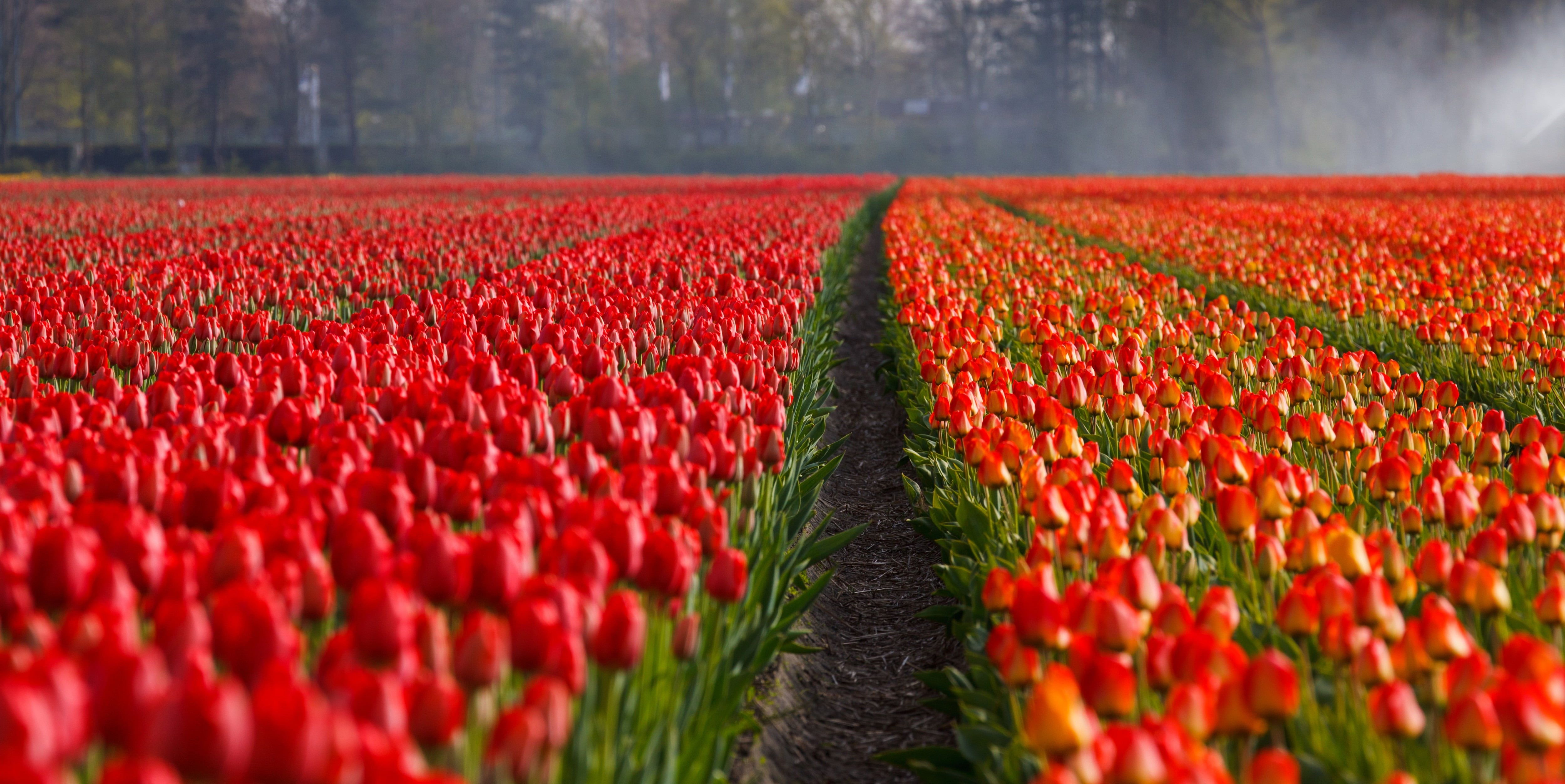 5000x2505 Red Rose Field HD wallpaper
