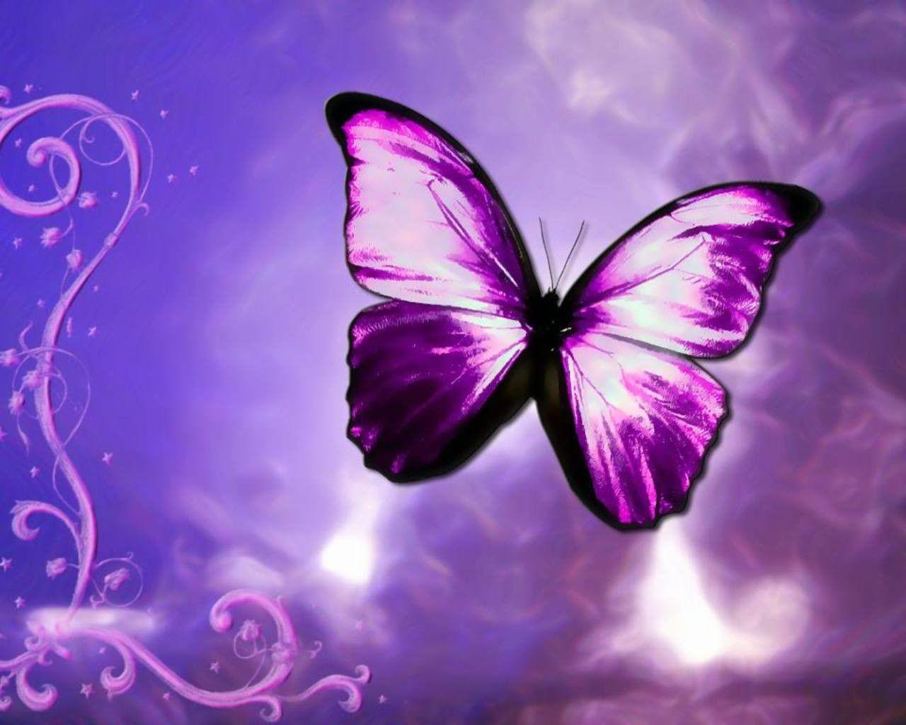Purple Butterfly Wallpapers Top Free Purple Butterfly Backgrounds 
