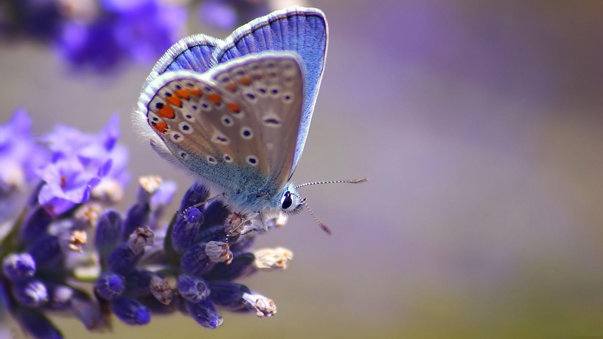 1920x1080 Download Wallpaper 1920X1080 Butterfly