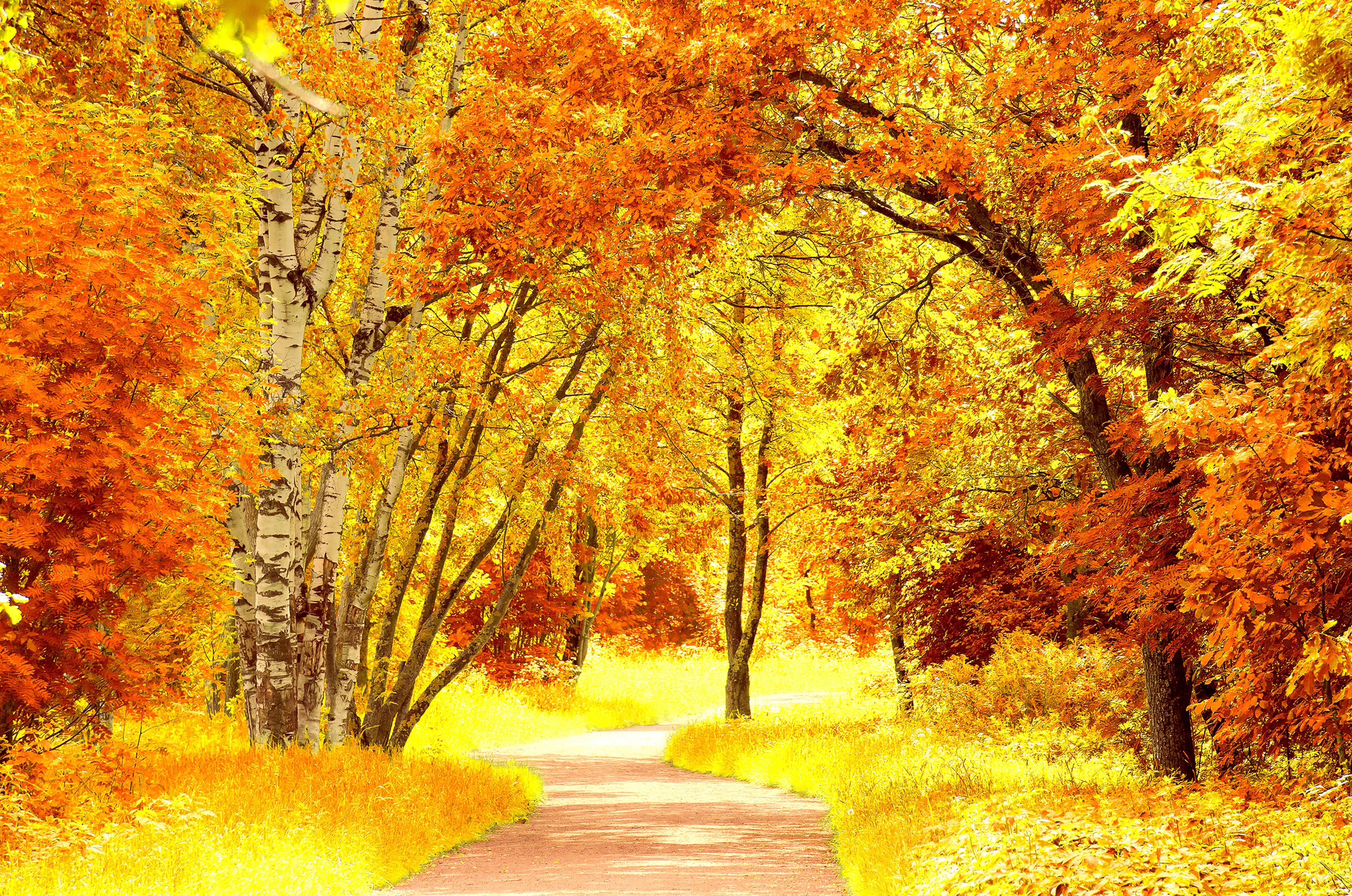 4916x3260 Wallpaper road, autumn, leaves, trees, landscape, orange, yellow, nature for mobile and desktop, section природа, resolution 4916x3260
