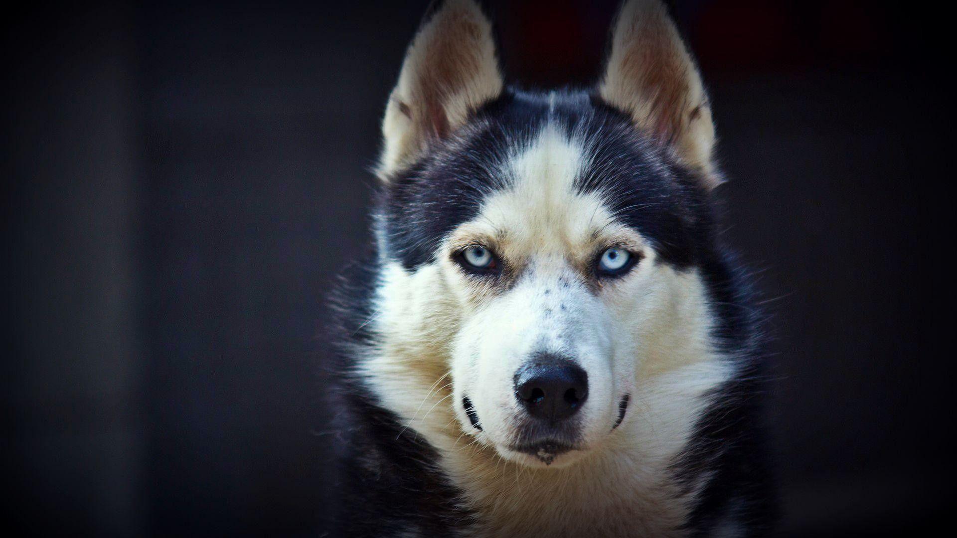 1920x1080 Siberian Huskies Wallpaper