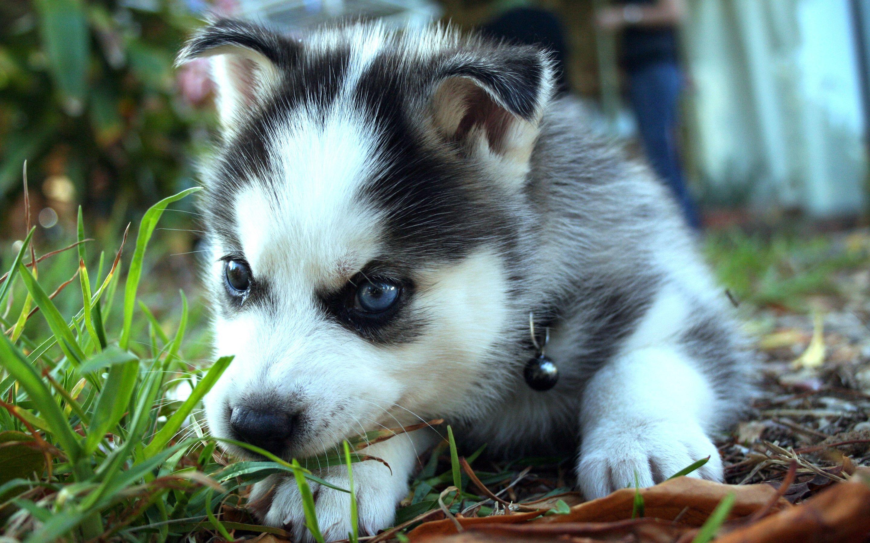 2880x1800 Baby Huskies Wallpaper