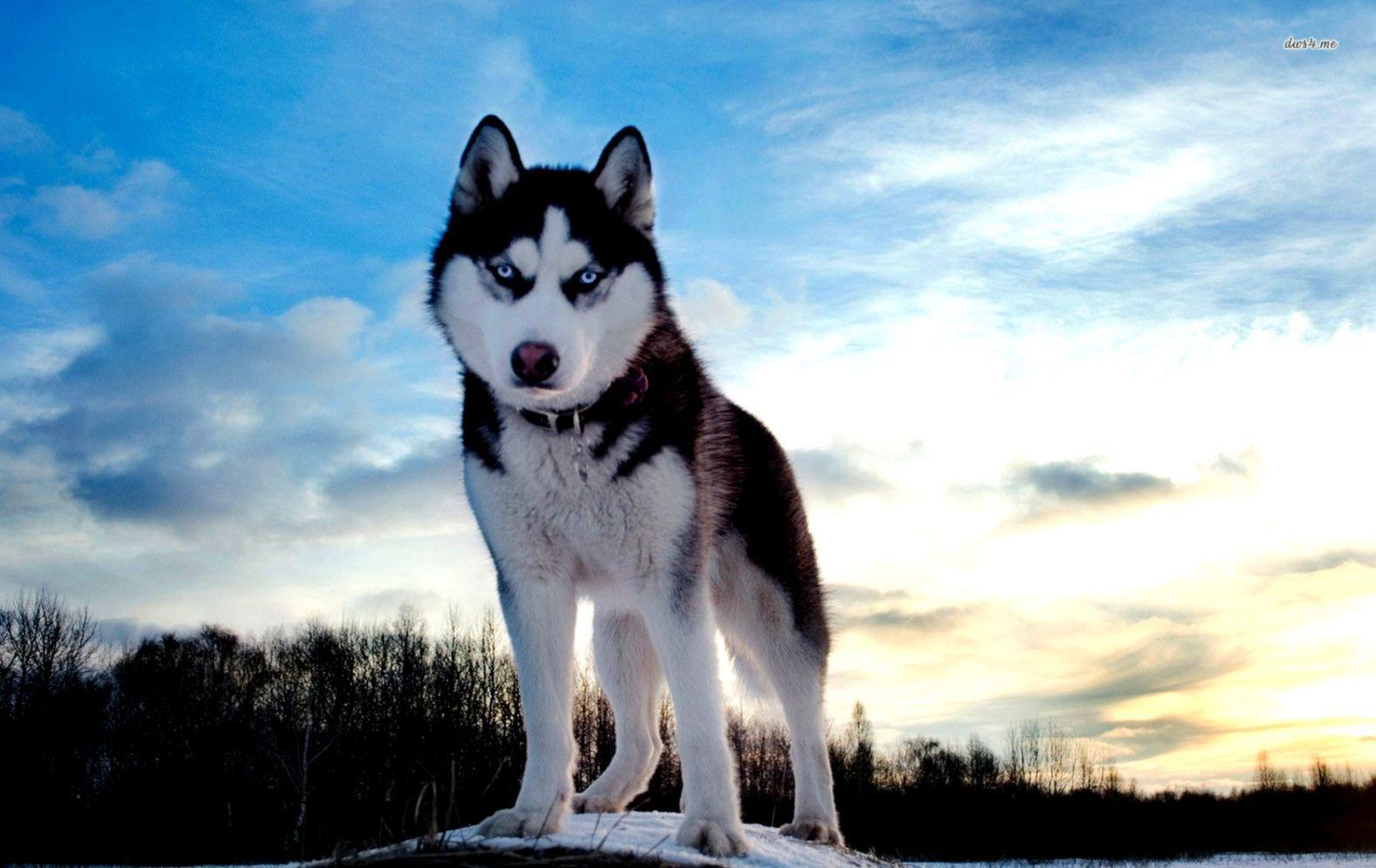 1579x997 Siberian Husky Wallpaper
