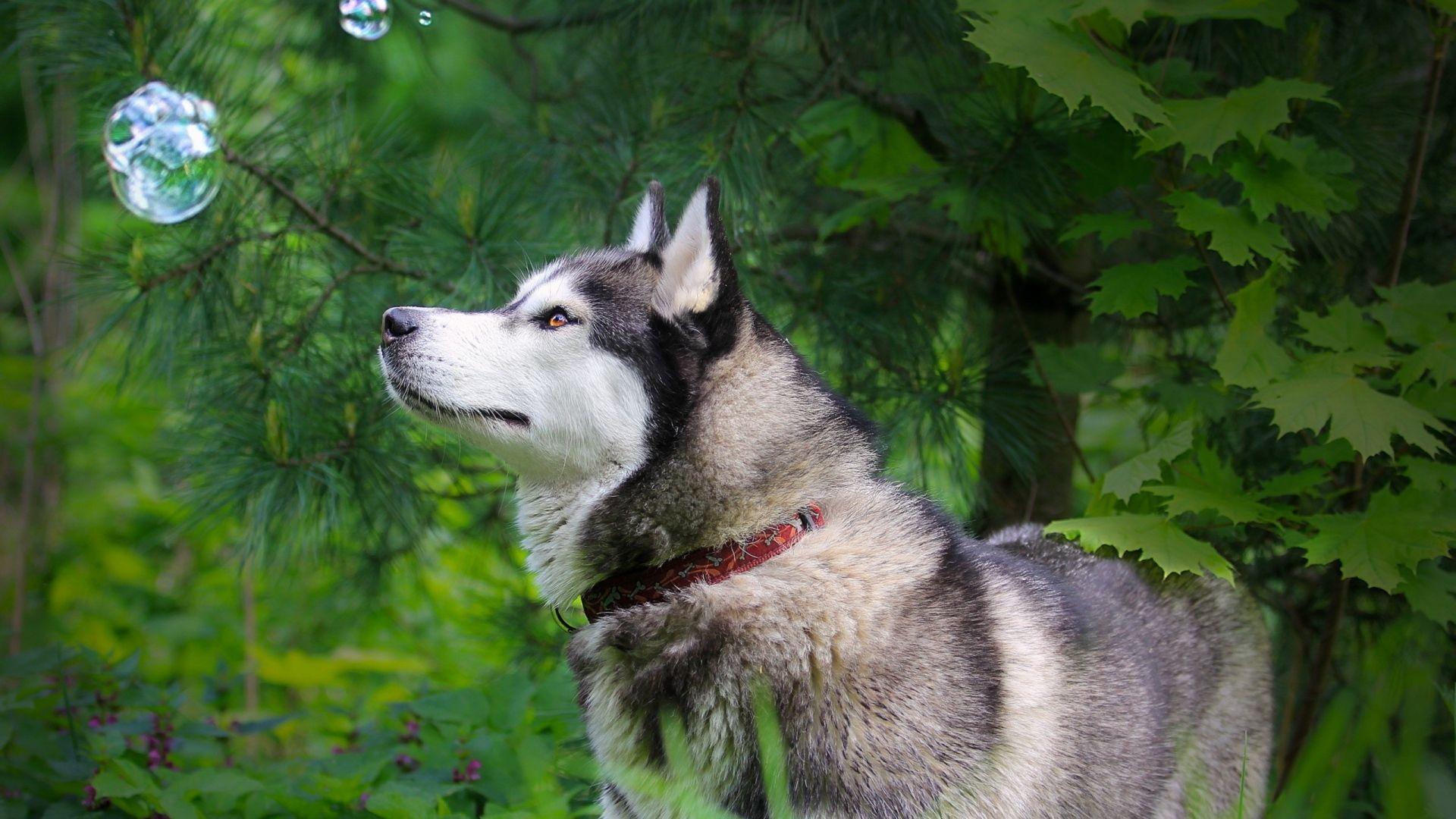 1920x1080 Husky Huskies Wallpaper