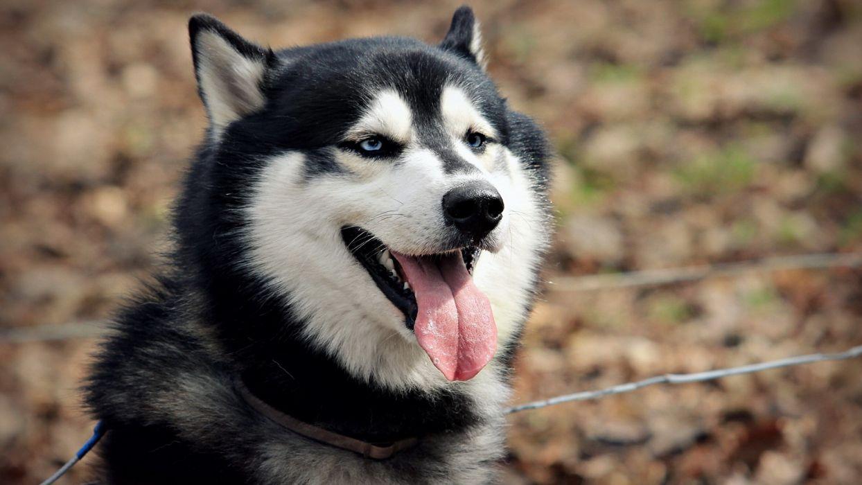 1244x700 Nature animals dogs husky Siberian husky wallpaper