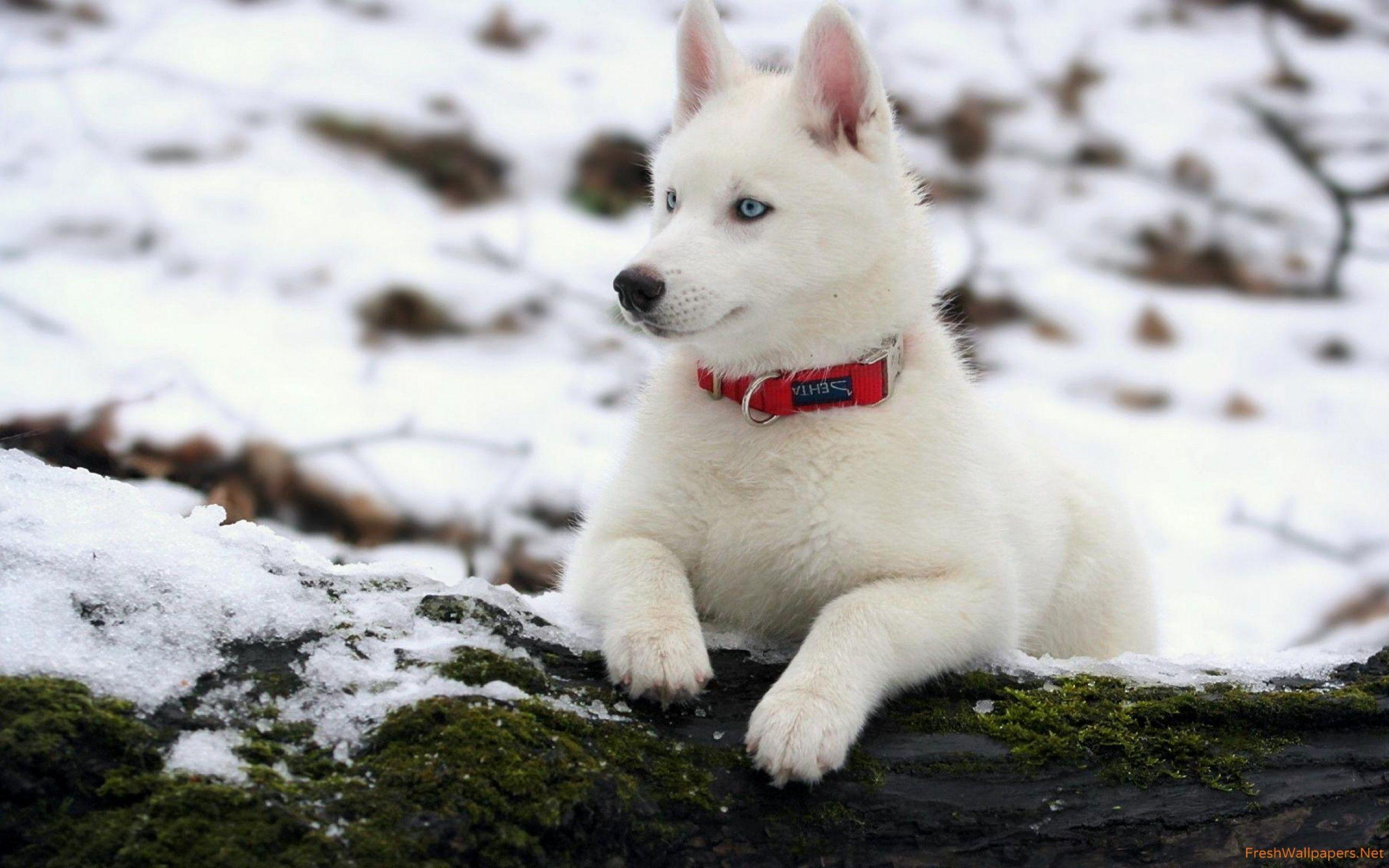 2560x1600 White siberian husky wallpaper