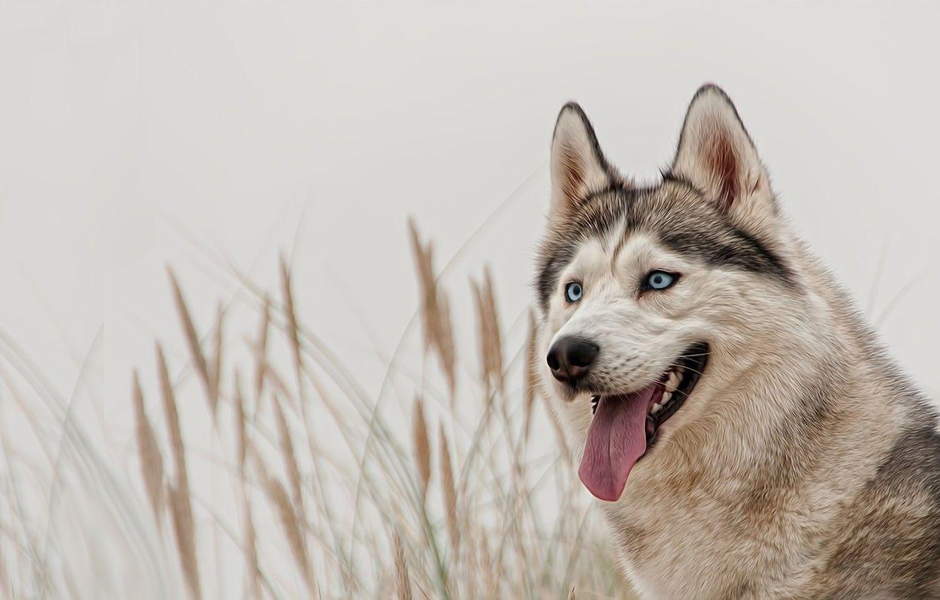 1332x850 Wallpaper look, dog, blue eyes, husky, Siberian husky image