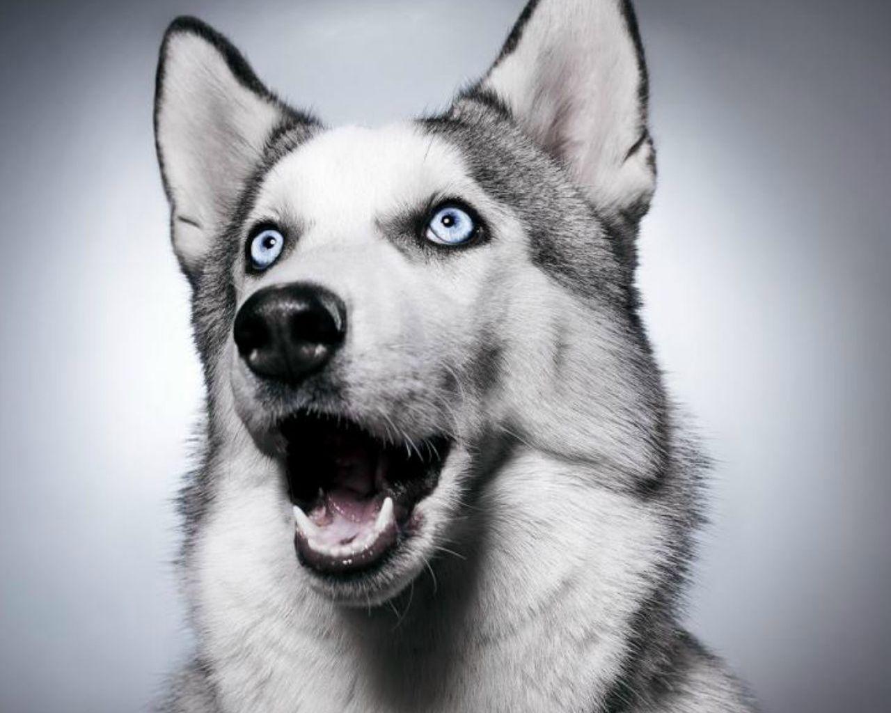 1280x1024 Husky Wallpaper 4184 1280x1024px