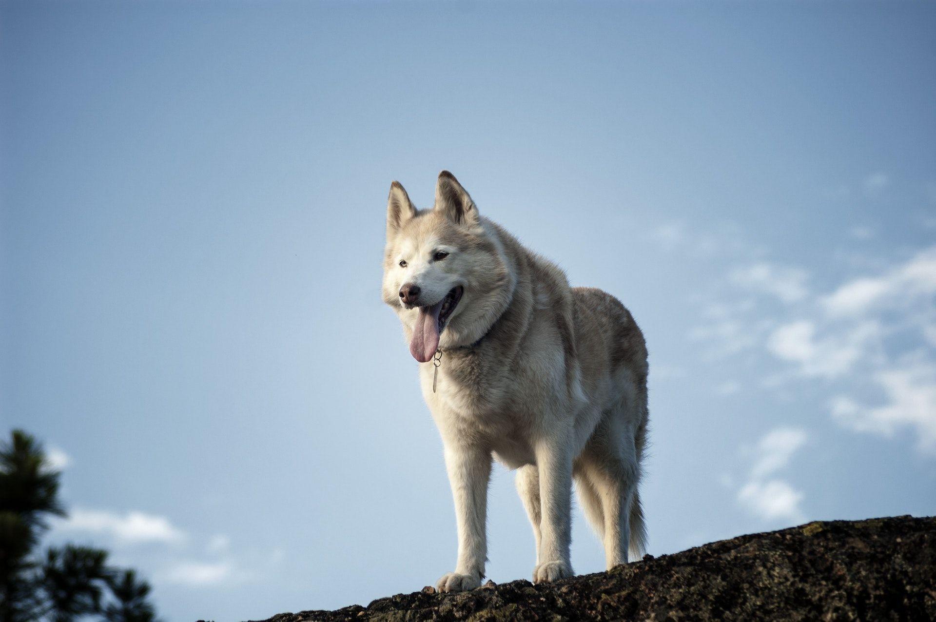 1920x1276 Siberian Husky Wallpaper