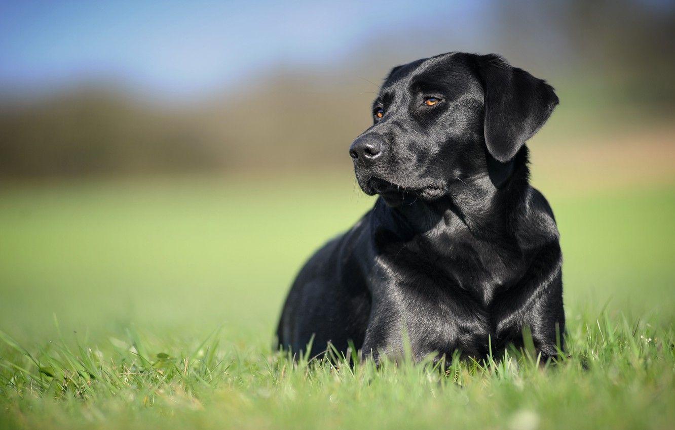 Labrador Retriever Wallpapers - Top Free Labrador Retriever Backgrounds