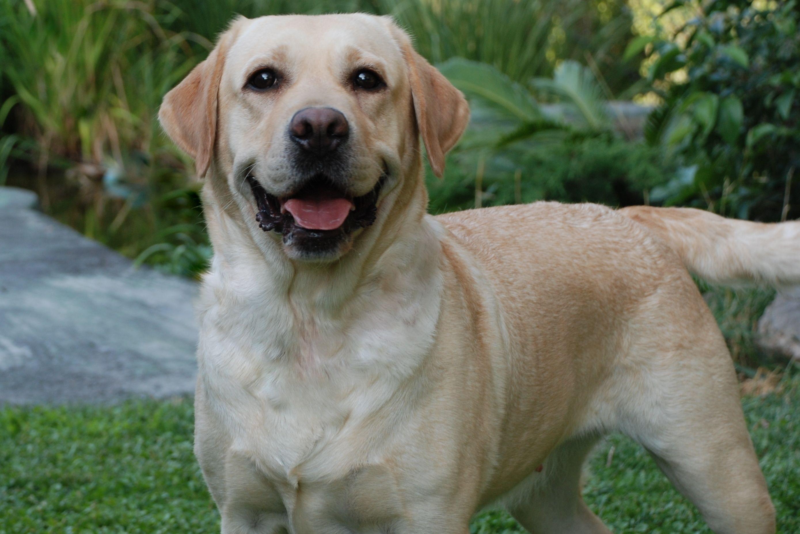 2779x1854 Labrador Retriever Wallpaper