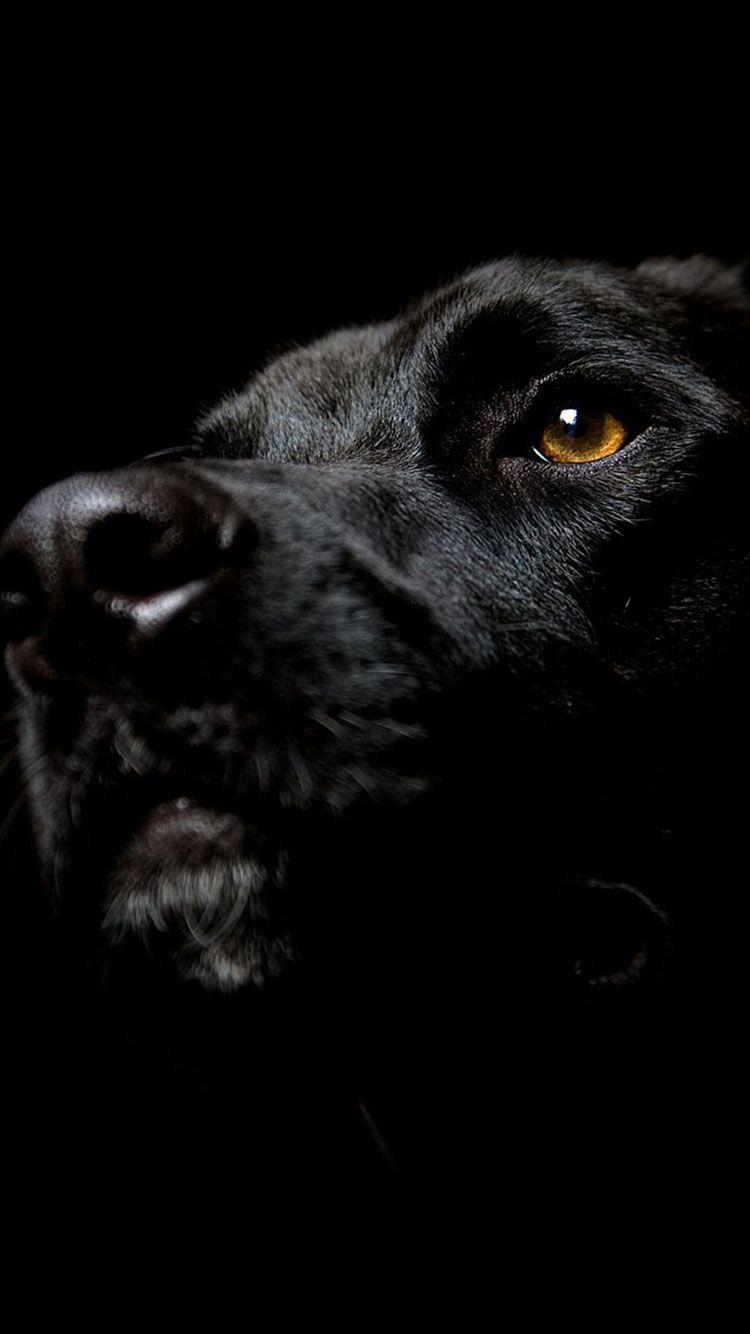 750x1334 iPhone, Dog, Labrador Black. Black labrador dog