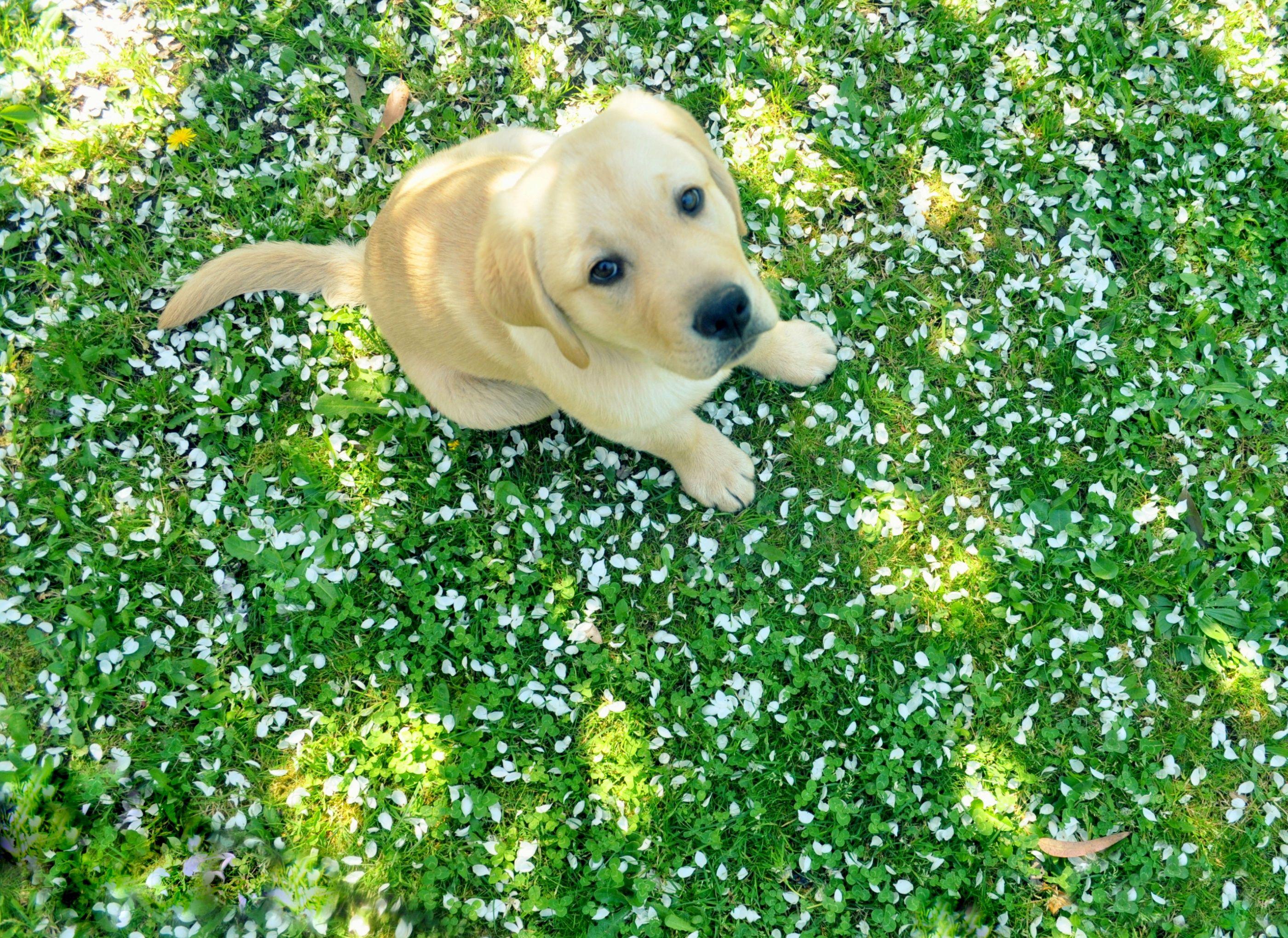 2560x1440 Labrador Retriever HD Wallpaper