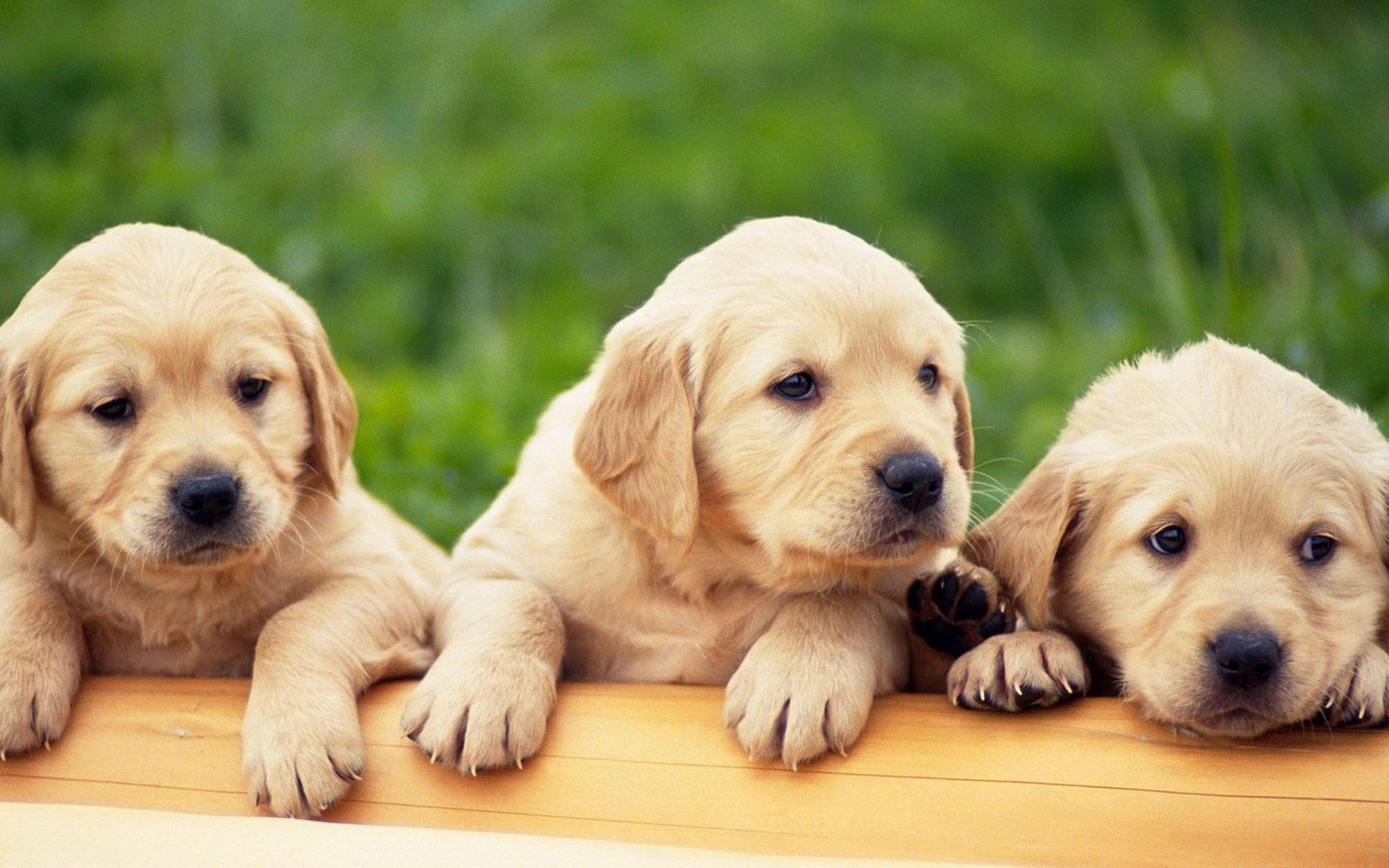 2560x1600 Labrador Retriever Wallpaper 21 X 1600