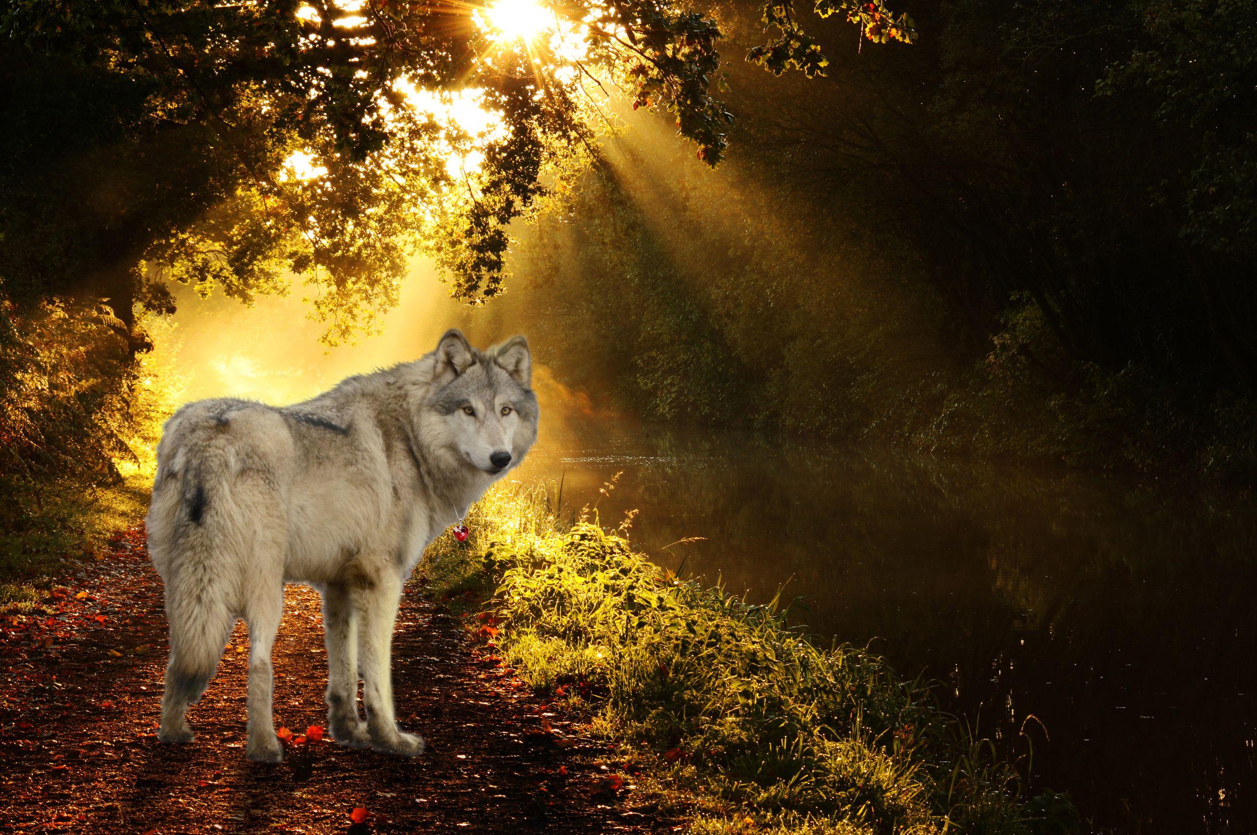 2560x1700 Autumn Wolf Wallpaper. Beautiful Wolf Wallpaper, Awesome Wolf Wallpaper and Pretty Wolf Wallpaper