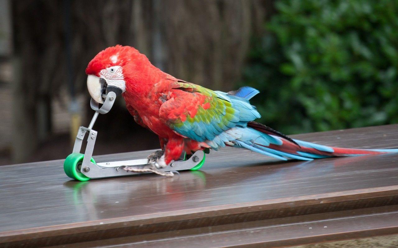 1280x800 Parrot Scooter wallpaper. Parrot Scooter