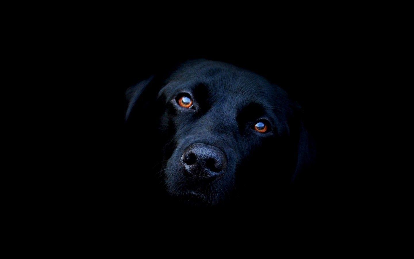 1440x900 animals dog black labrador retriever wallpaper
