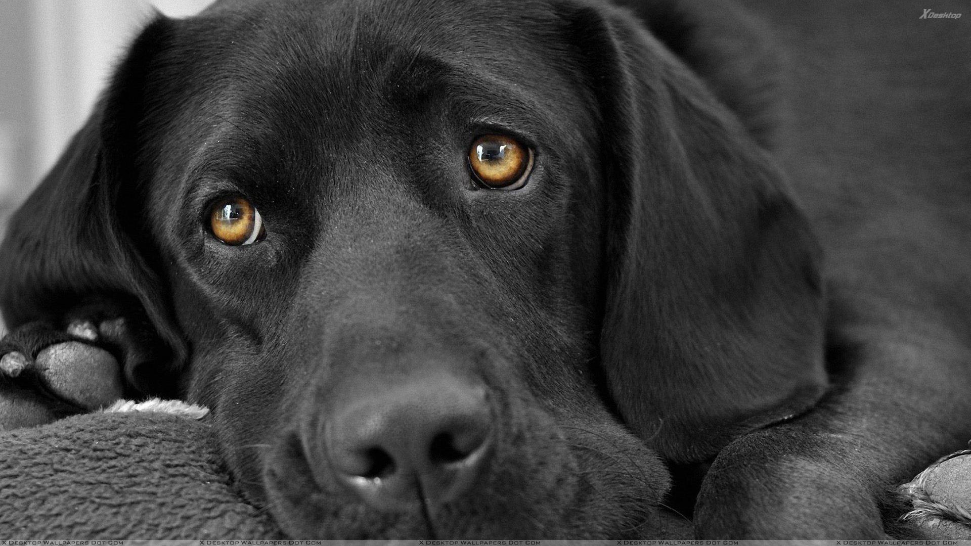 1920x1080 cutest black lab puppies. Black Labrador Face Closeup
