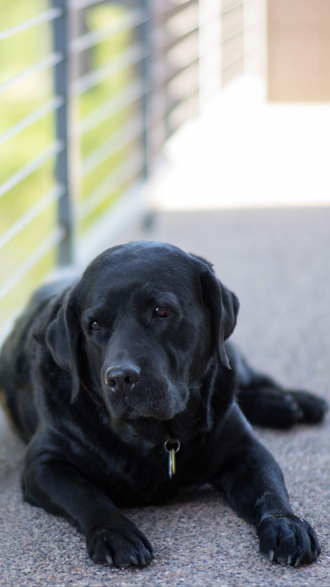 1350x2400 Download wallpaper 1350x2400 labrador, dog, lying, black