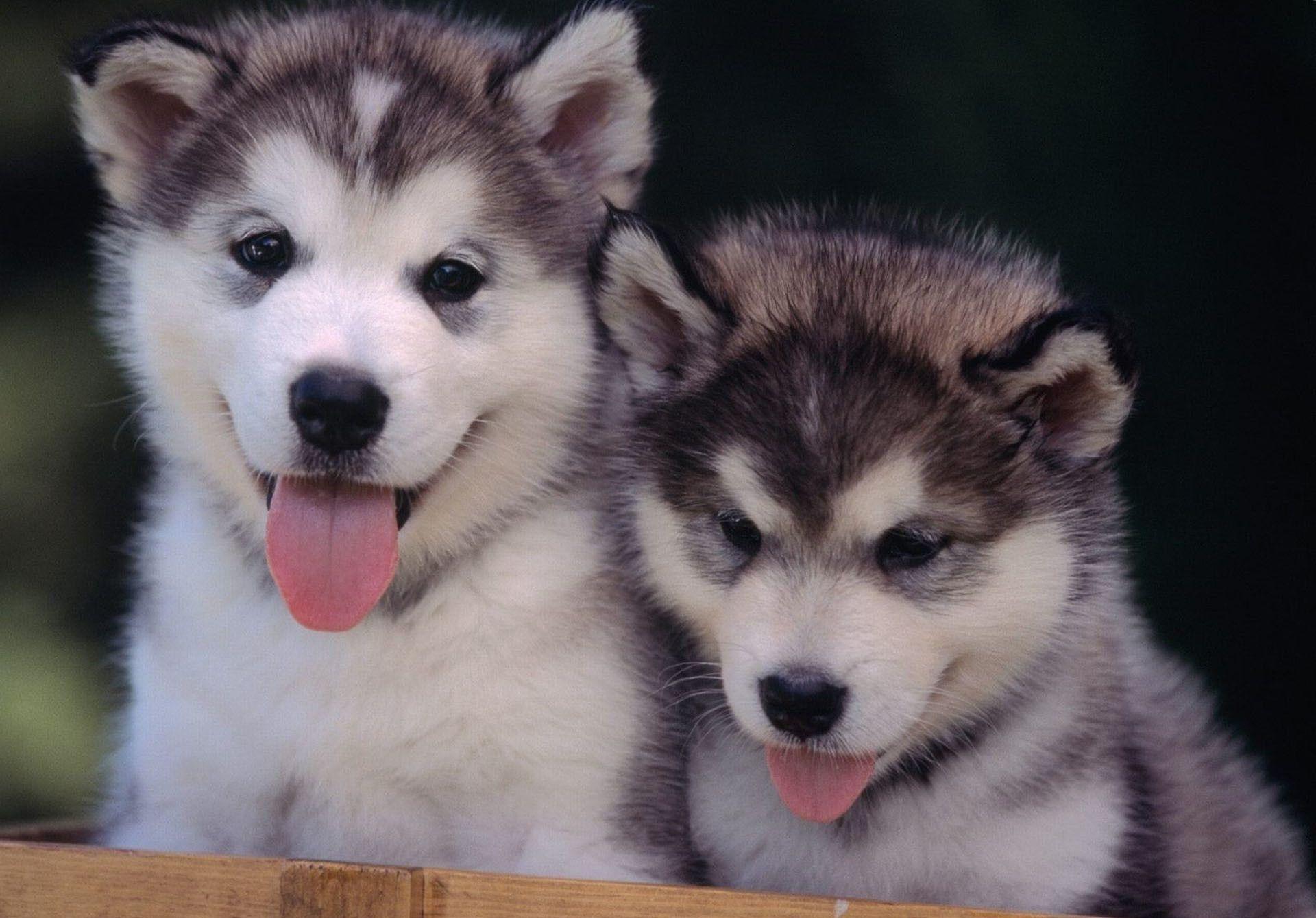Husky Puppies Wallpapers - Top Free Husky Puppies Backgrounds -  WallpaperAccess