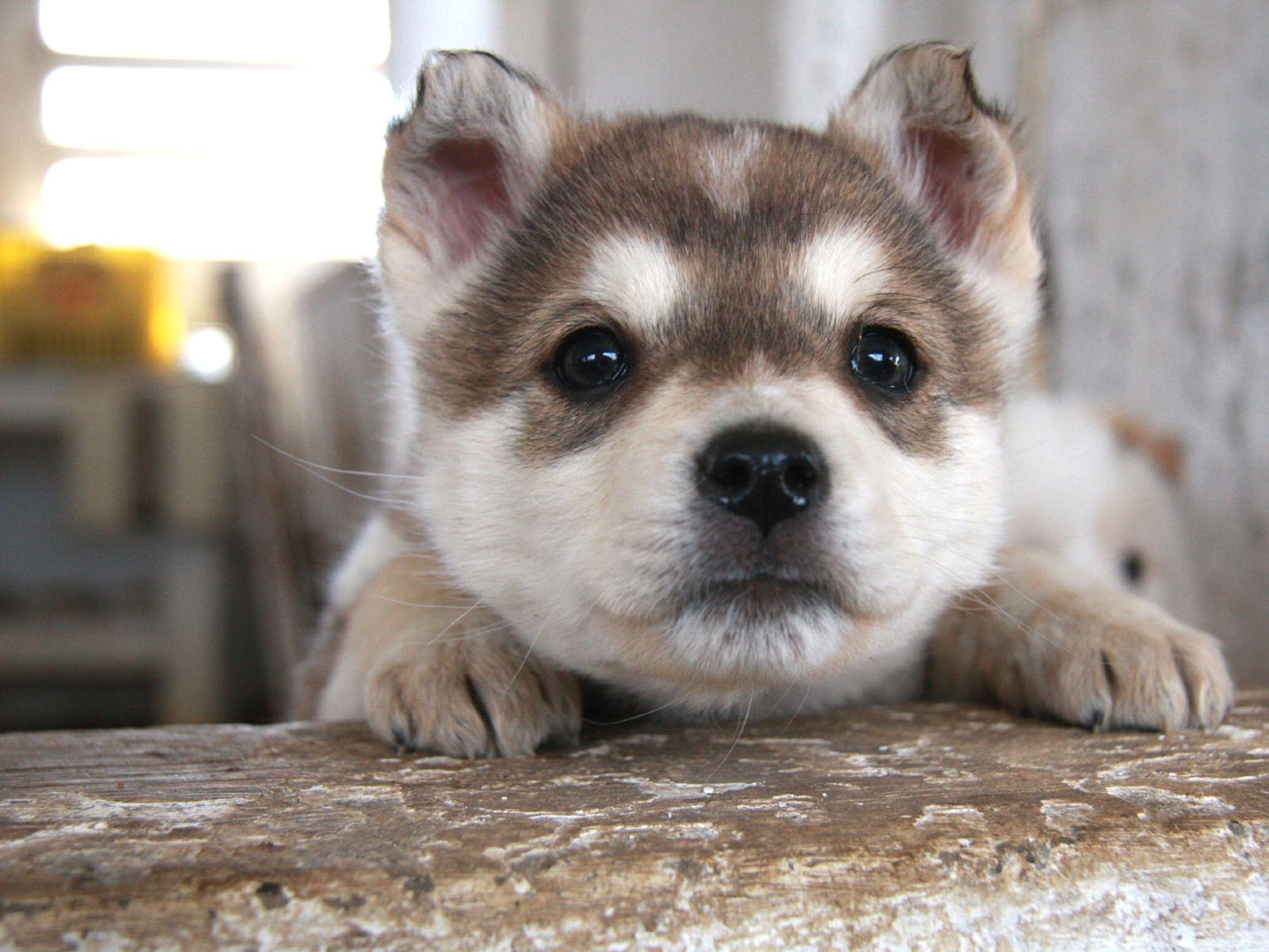 2560x1920 Siberian Husky HD Wallpaper and Background Image