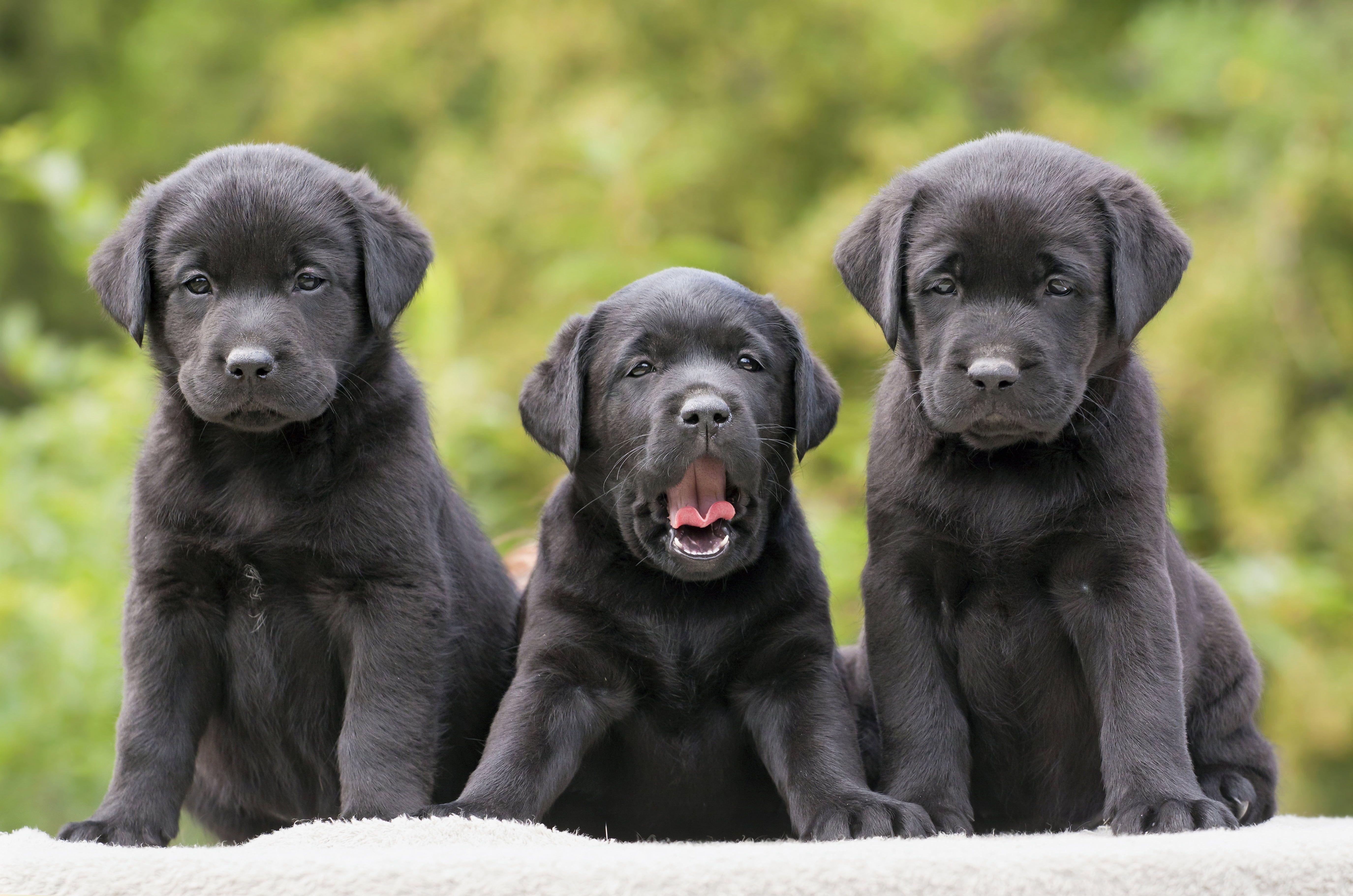 5500x3644 Photo of three black Labrador Retriever puppies HD wallpaper