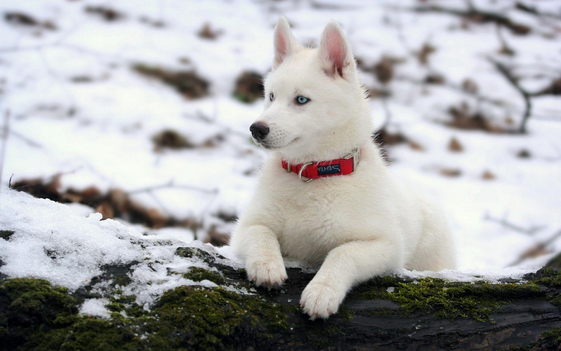 White Husky Wallpapers - Top Free White Husky Backgrounds - WallpaperAccess