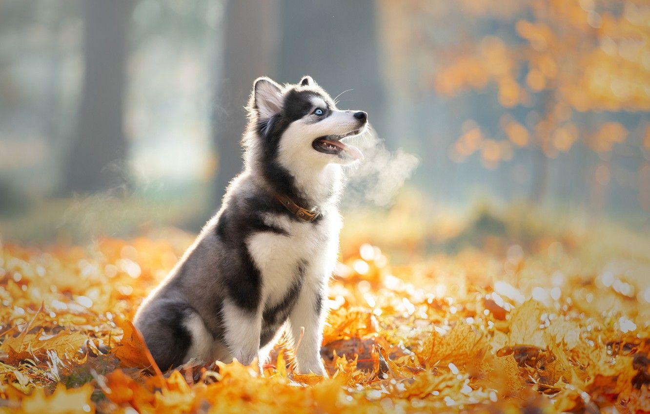 1332x850 Wallpaper autumn, look, leaves, light, trees, nature, Park