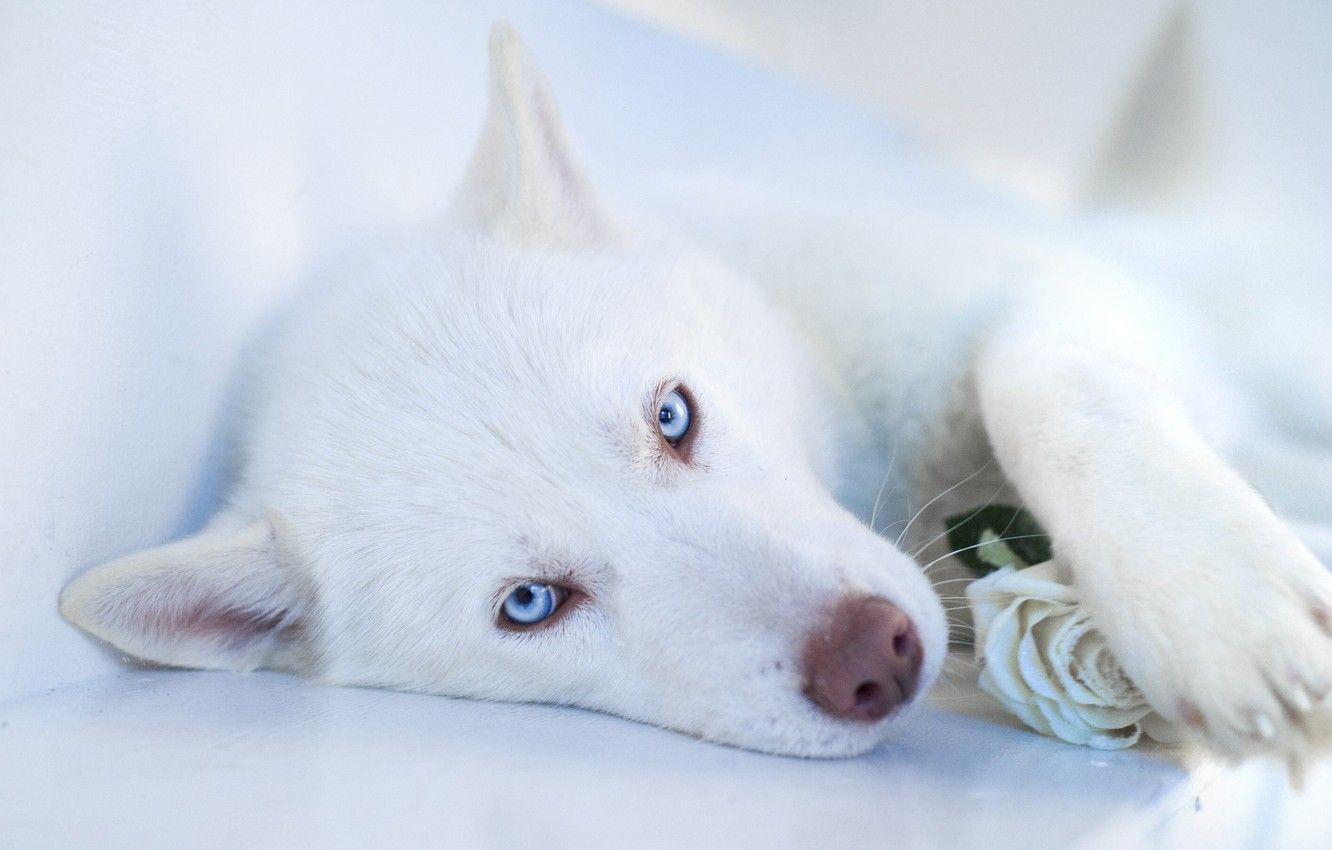1332x850 Wallpaper face, dog, white, husky image for desktop