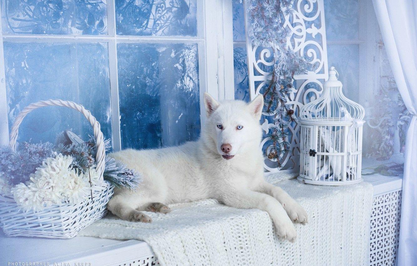 1332x850 Wallpaper dog, white, husky image for desktop, section