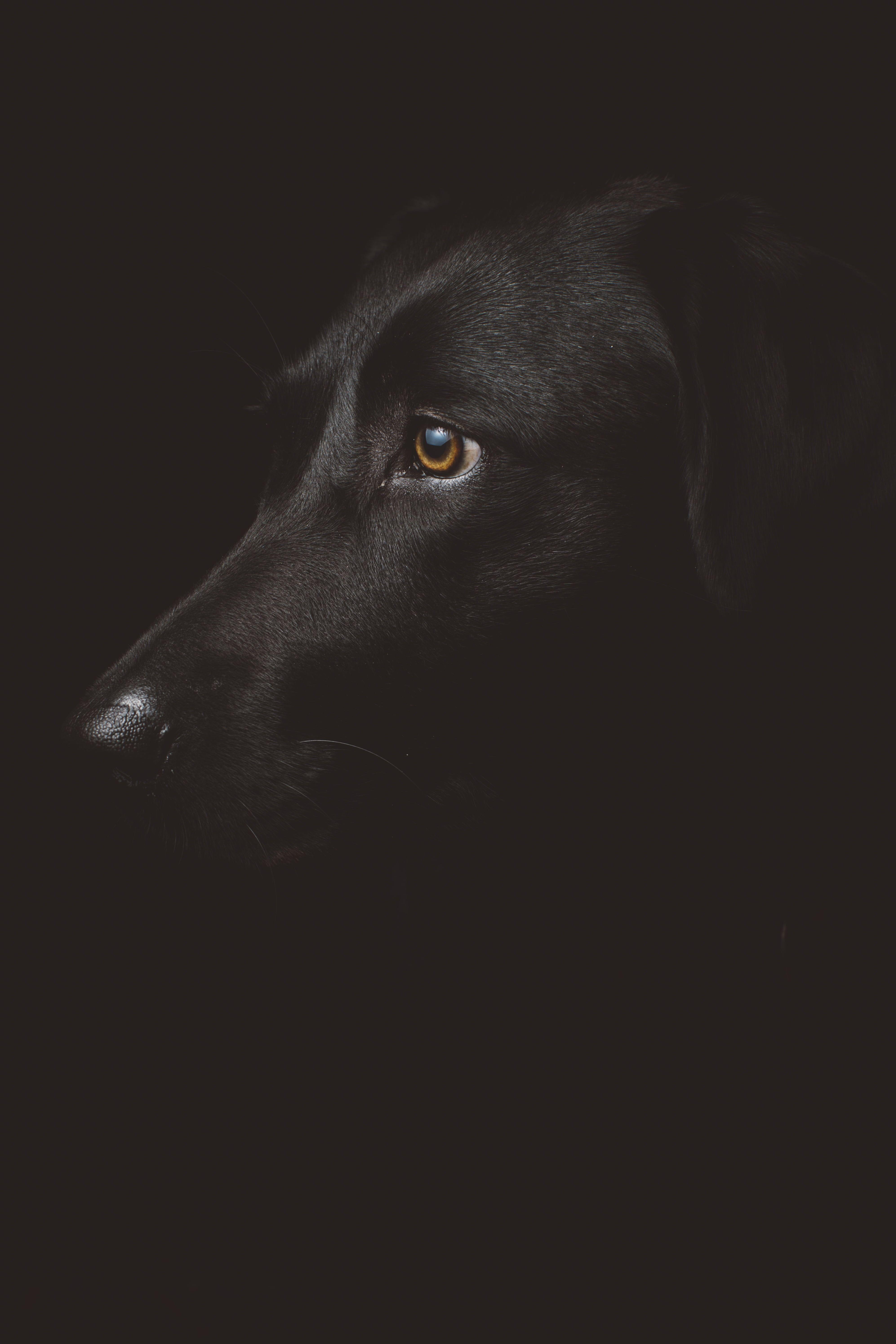 Black Labrador Wallpapers Top Free Black Labrador Backgrounds WallpaperAccess