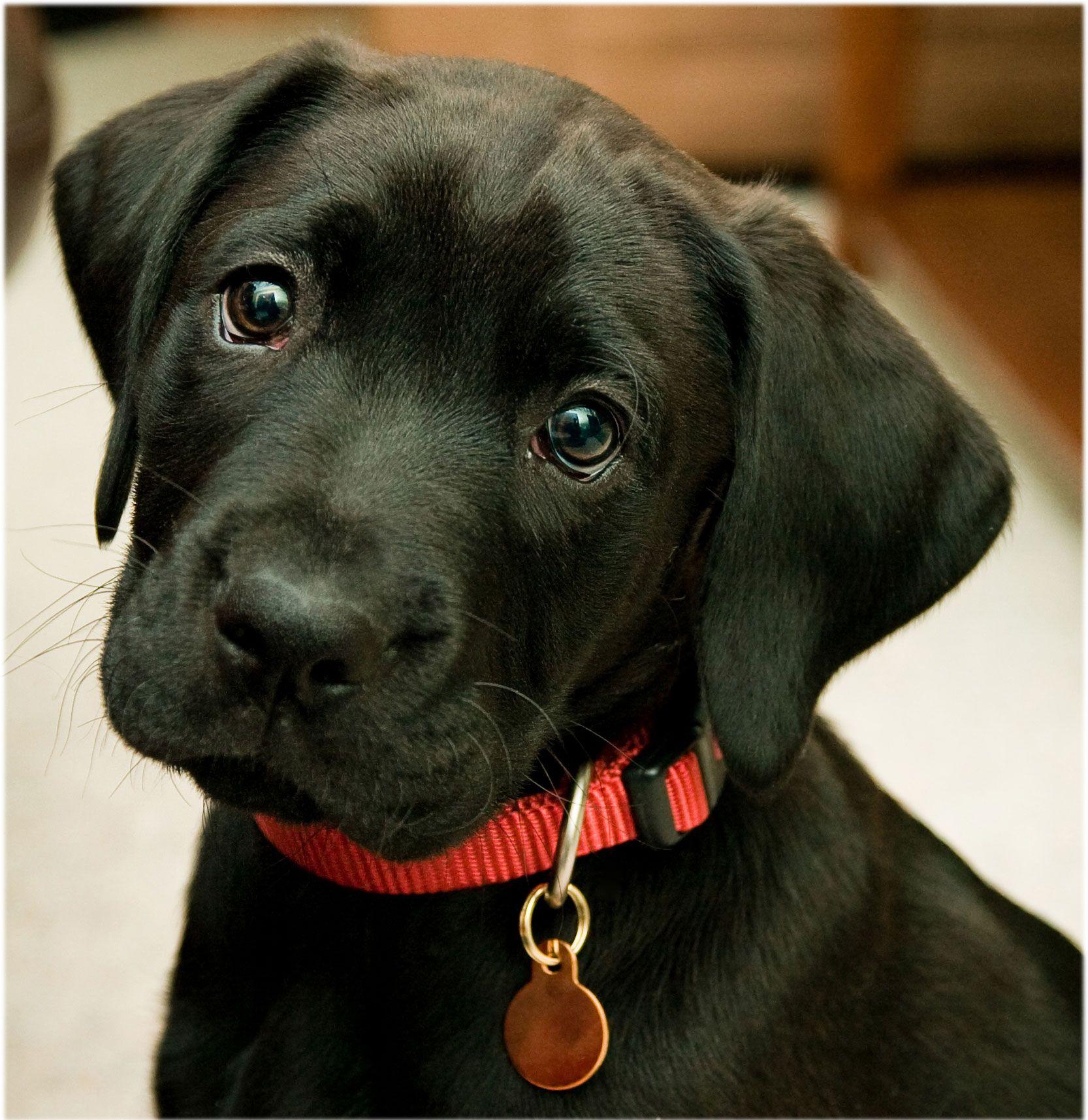1666x1715 Black Labrador Retriever Wallpaper