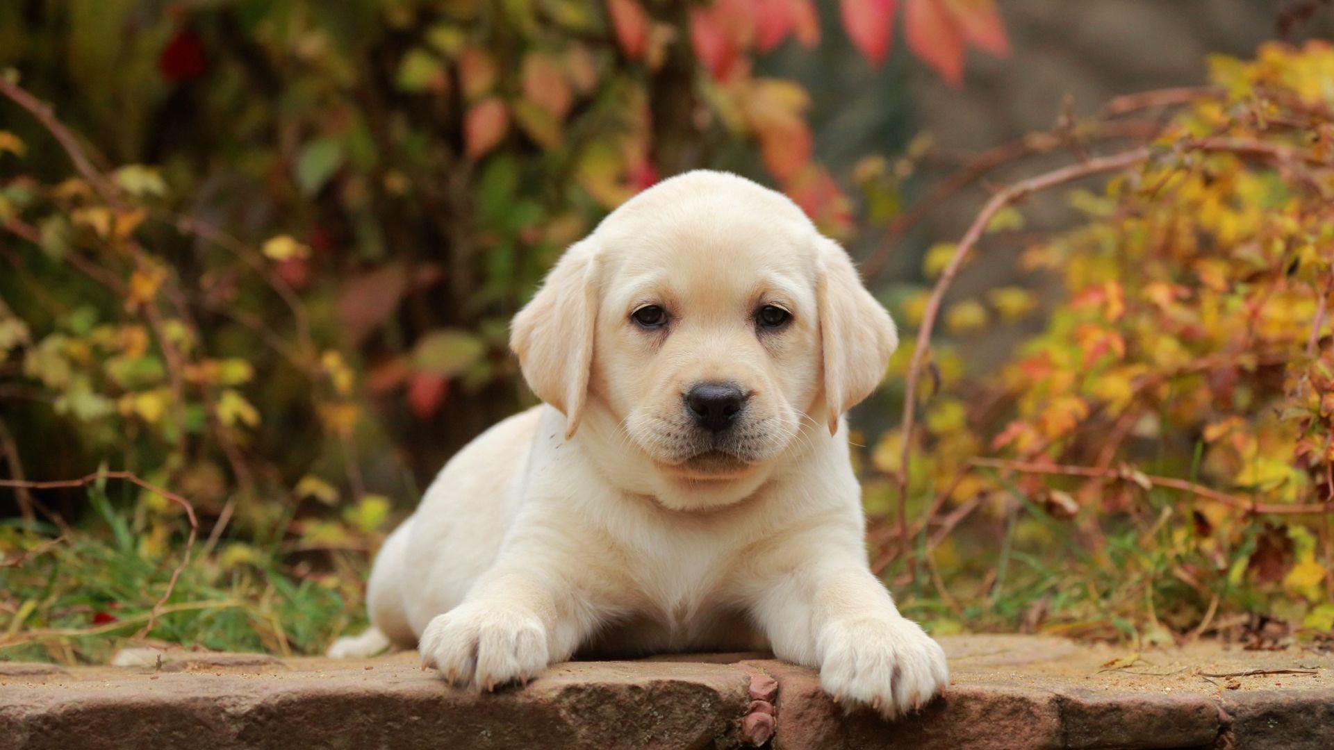 1920x1080 Wallpaper of Baby Animal, Dog, Labrador Retriever, Pet, Puppy