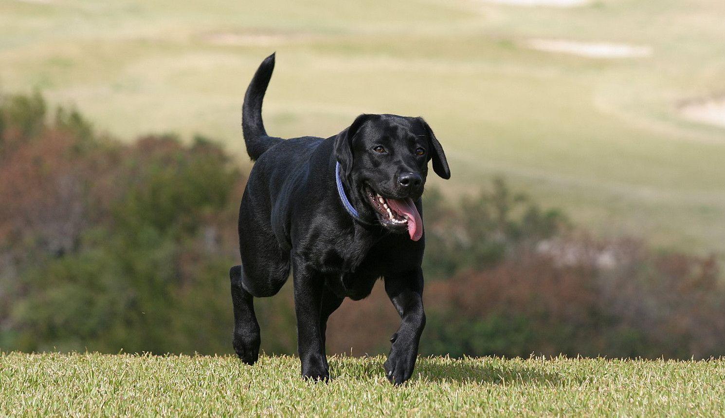 1490x858 Dog Picture Black Labrador Retriever Running HD Wallpaper