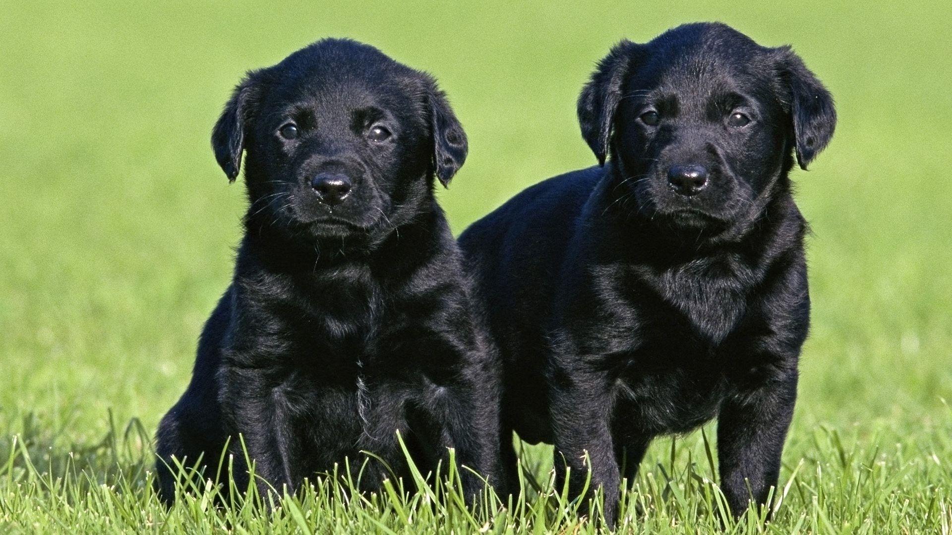 1920x1080 Black Lab Wallpaper