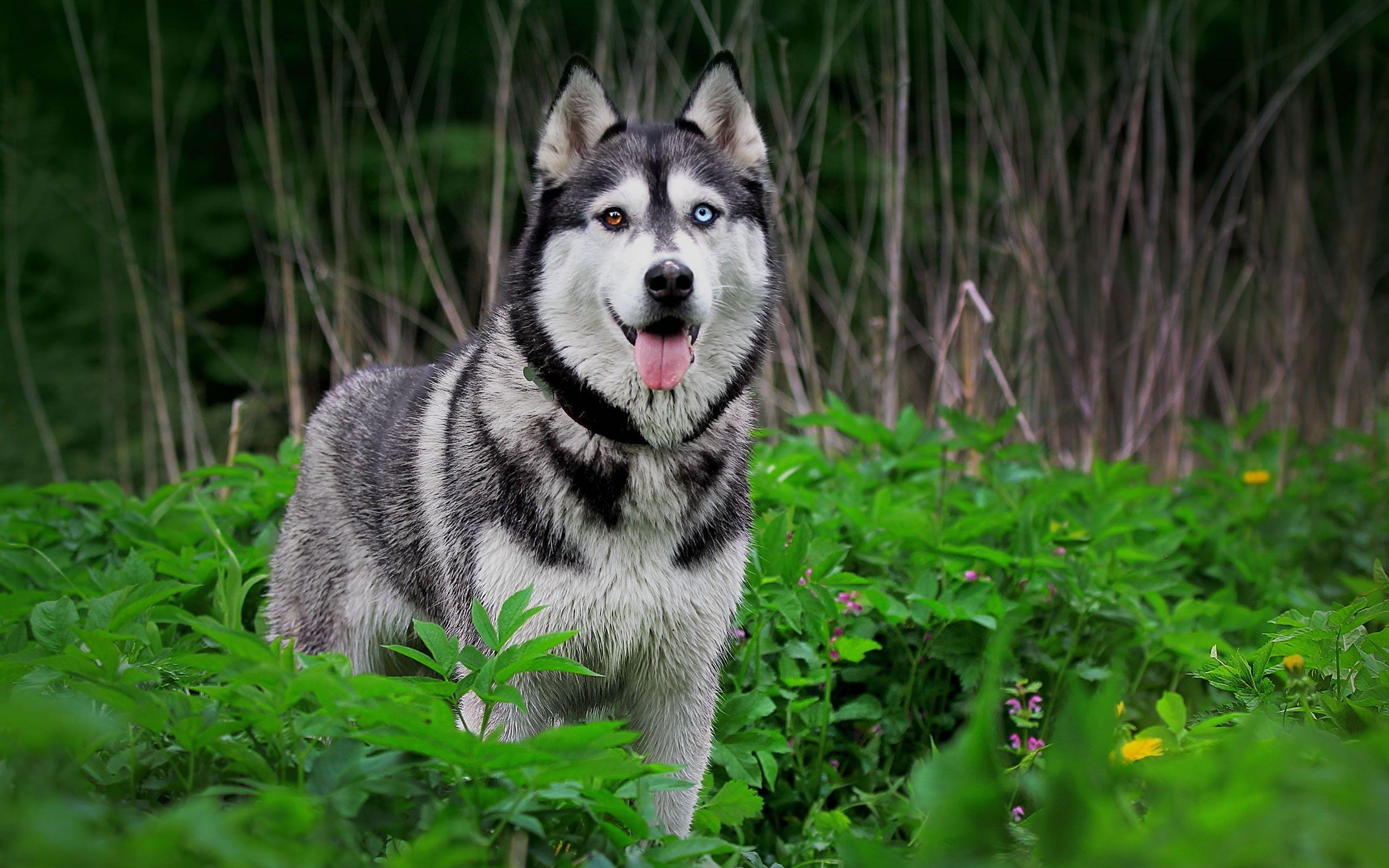 2560x1600 I'm Siberian Wallpaper