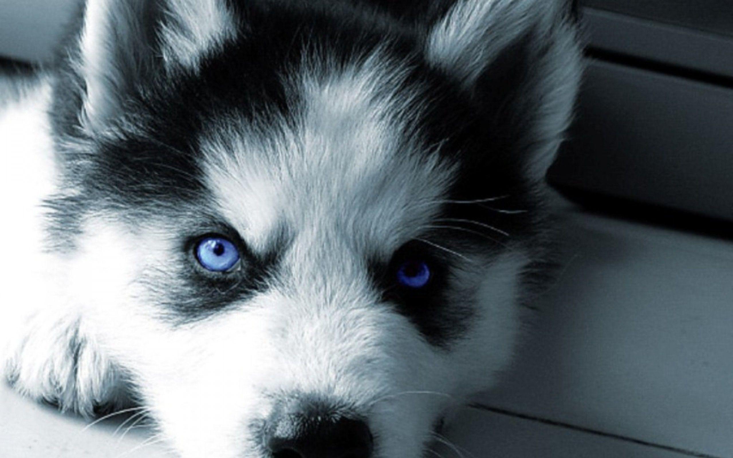 Baby Husky Wallpapers - Top Free Baby Husky Backgrounds - WallpaperAccess