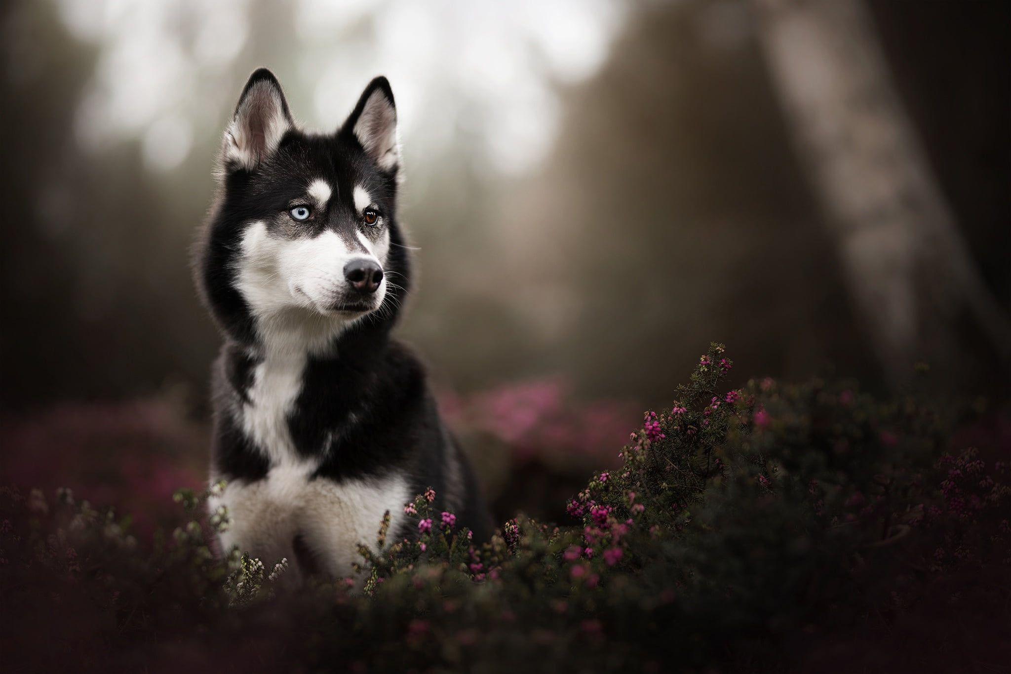 Husky Puppies Wallpapers - Top Free Husky Puppies Backgrounds