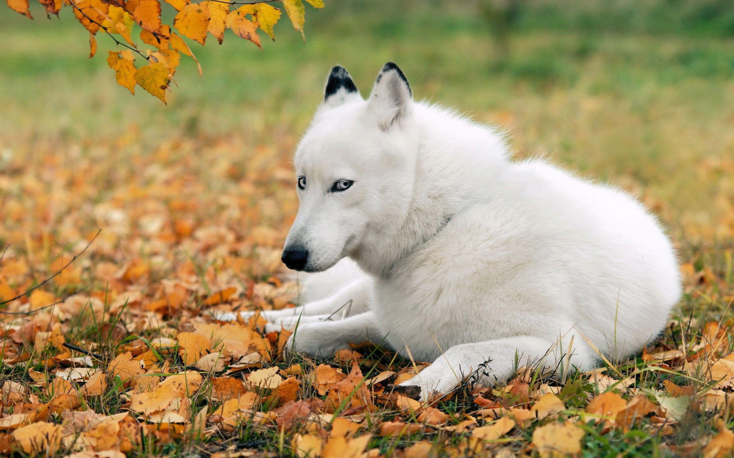 2560x1600 White Husky Wallpaper