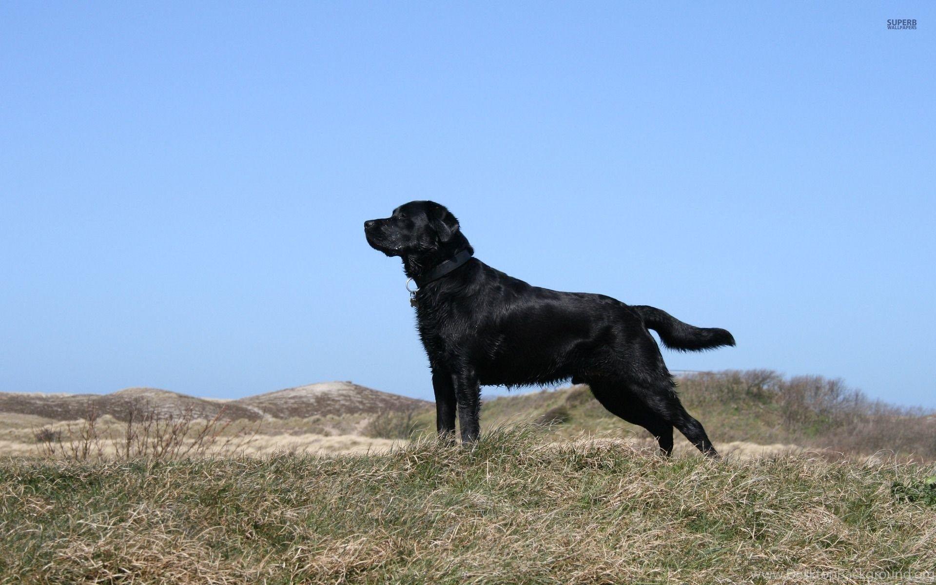 1920x1200 Black Lab Puppy Wallpaper Wallpaper