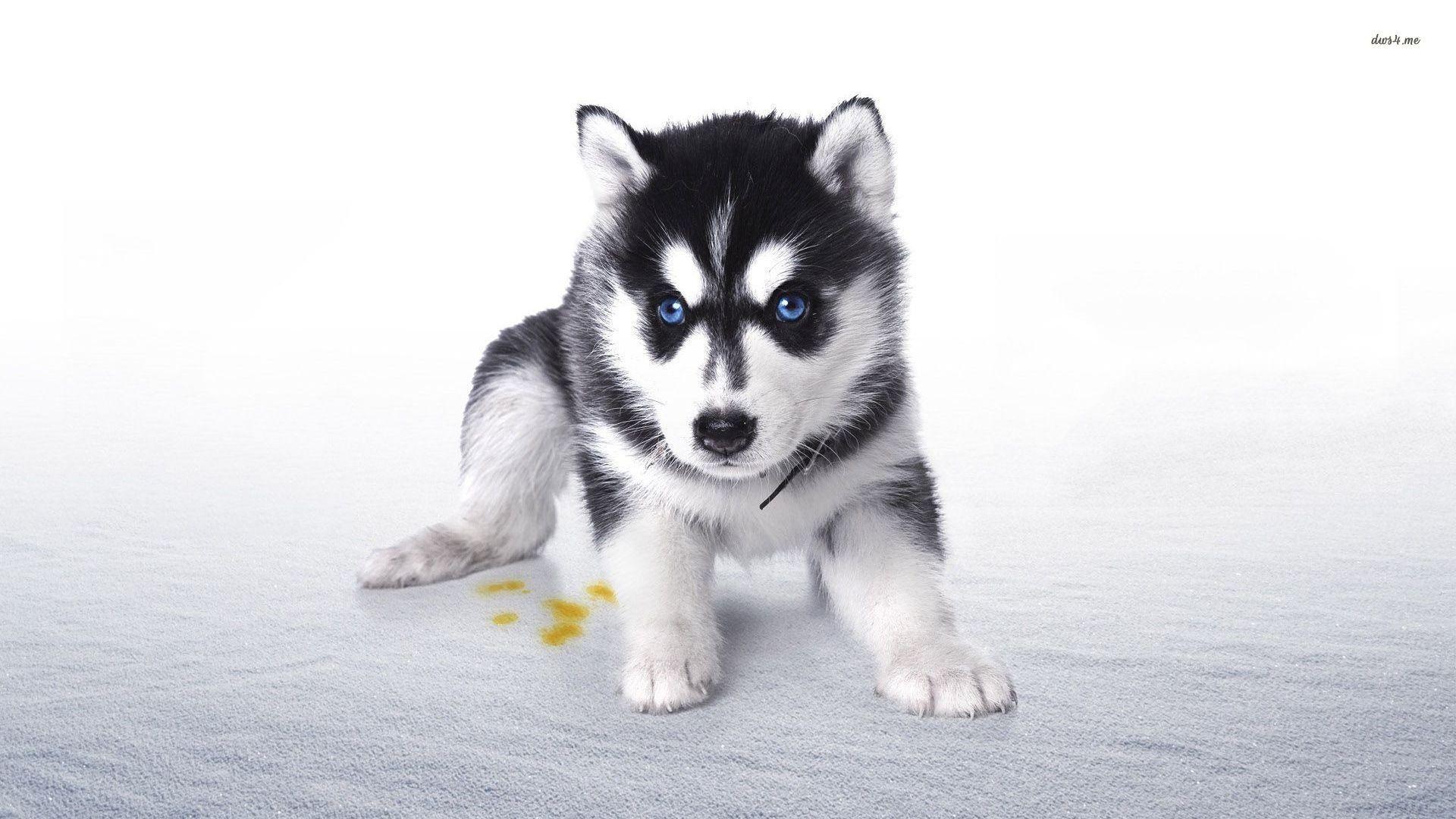 1920x1080 Siberian Husky Wallpaper
