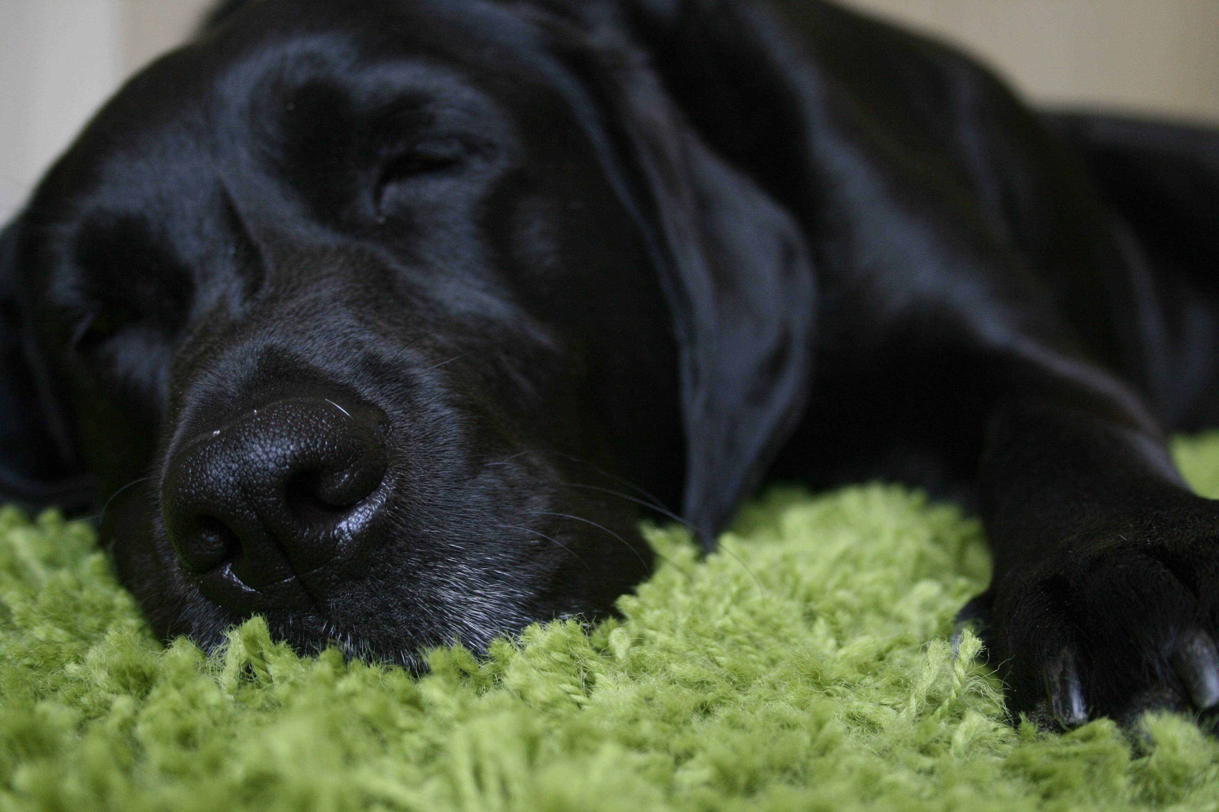 3888x2592 Free download Black Labrador Retriever Characteristics 2 HD [3888x2592] for your Desktop, Mobile & Tablet. Explore Black Lab Wallpaper. Yellow Lab Wallpaper Desktop, Free Wallpaper Black Labs, Lab Puppy Wallpaper